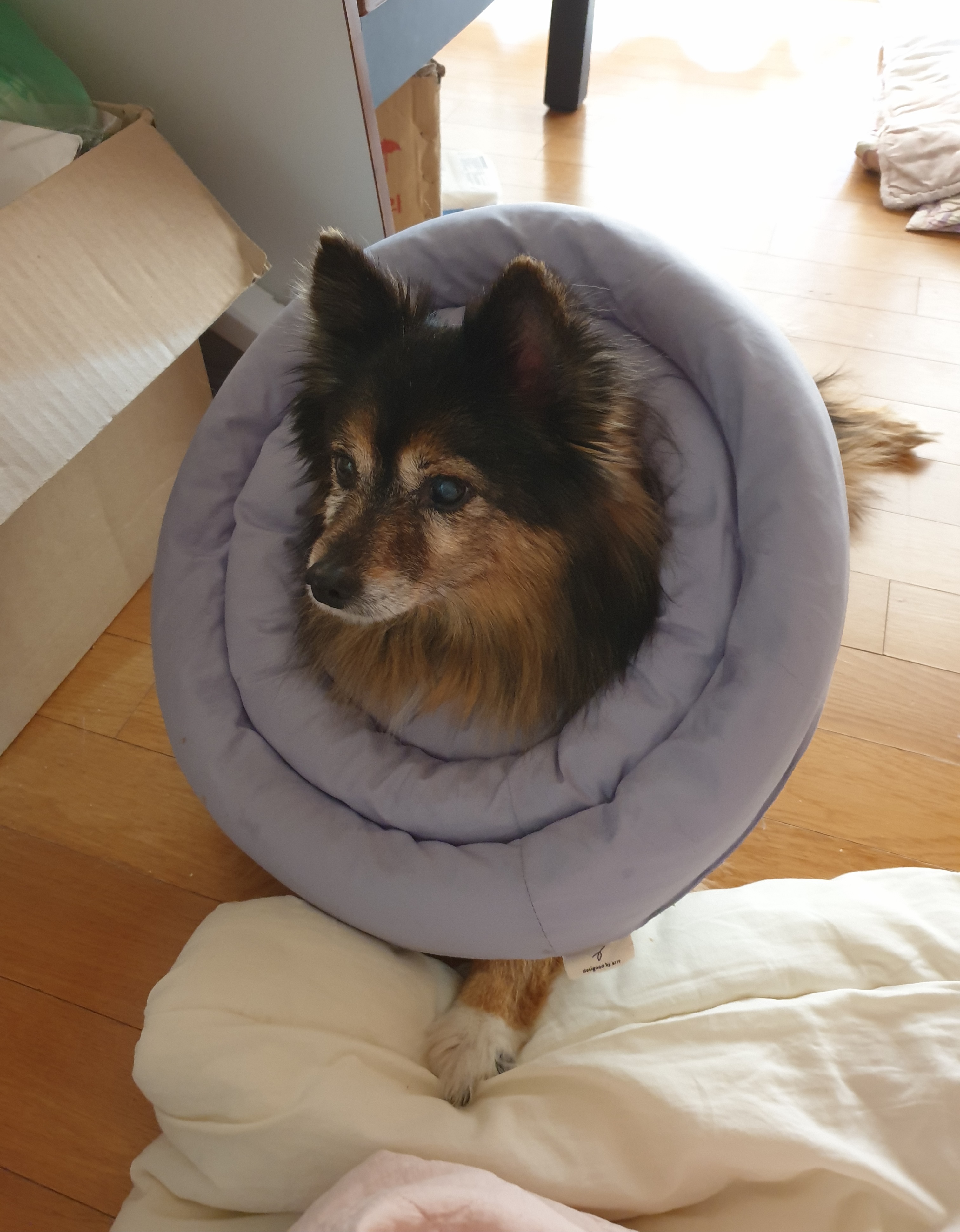 베를린이 15살이 되었어요