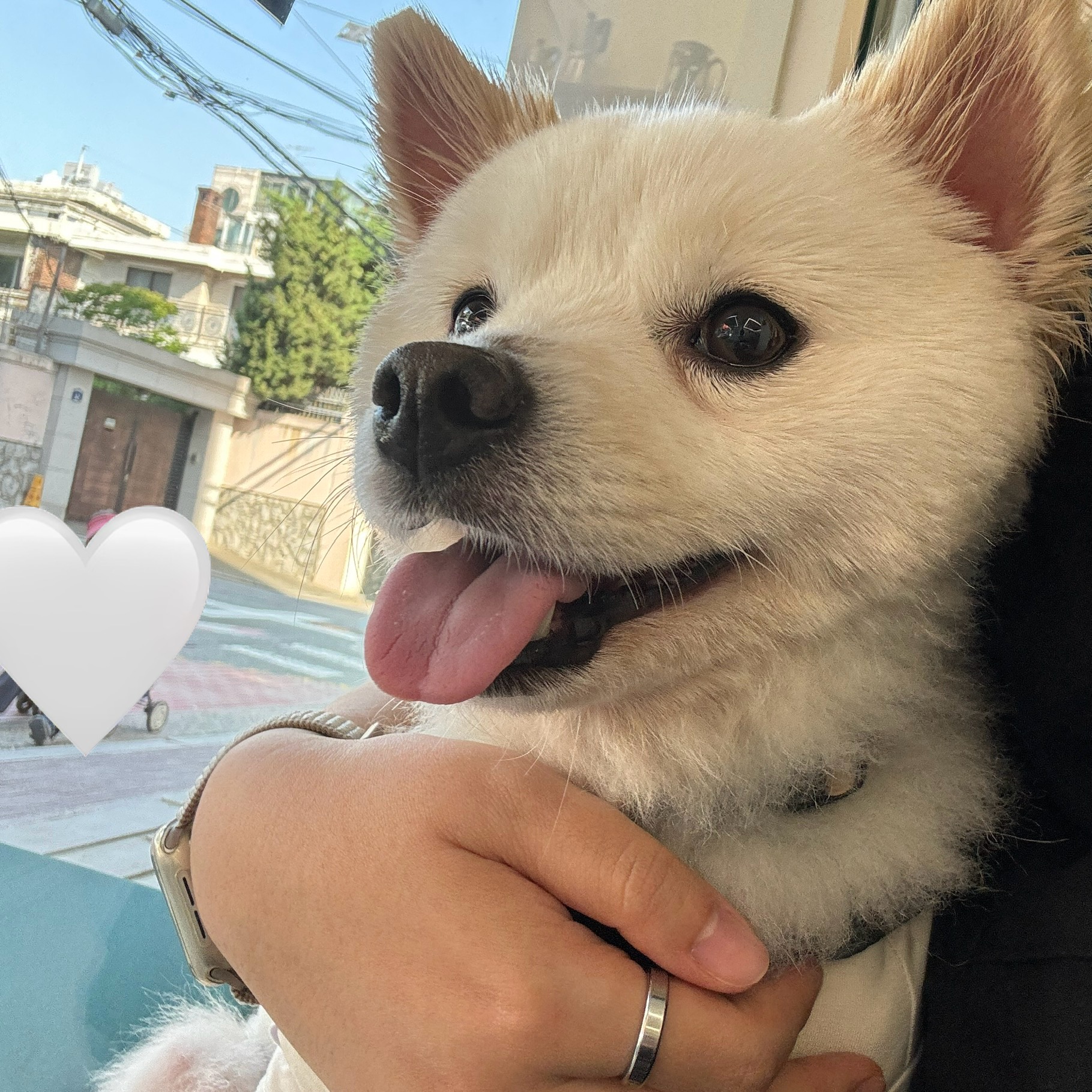 (구)머피 (현)가루 임시보호 한달이 되었어요