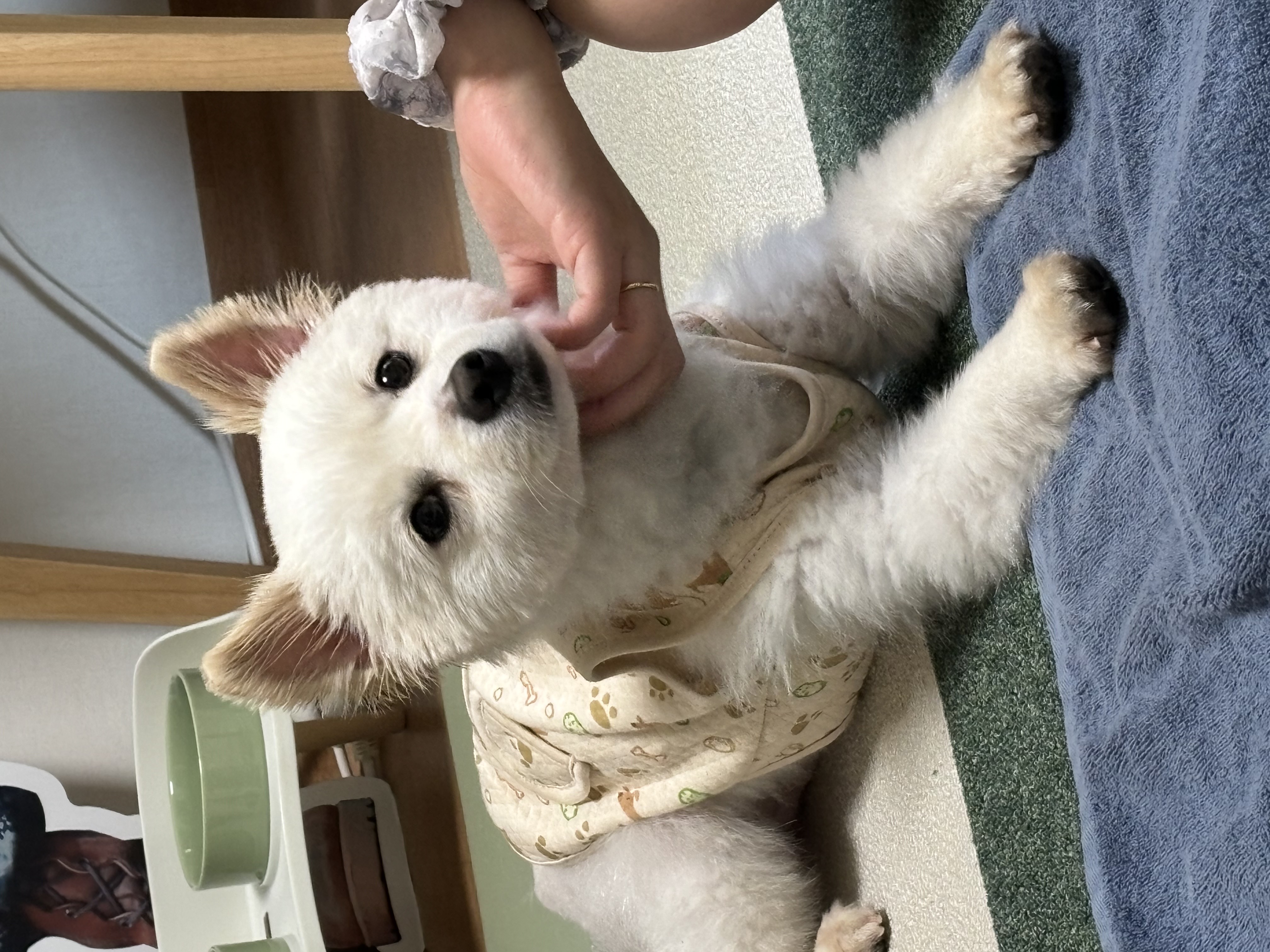 (구)머피 (현)가루 임시보호 한달이 되었어요