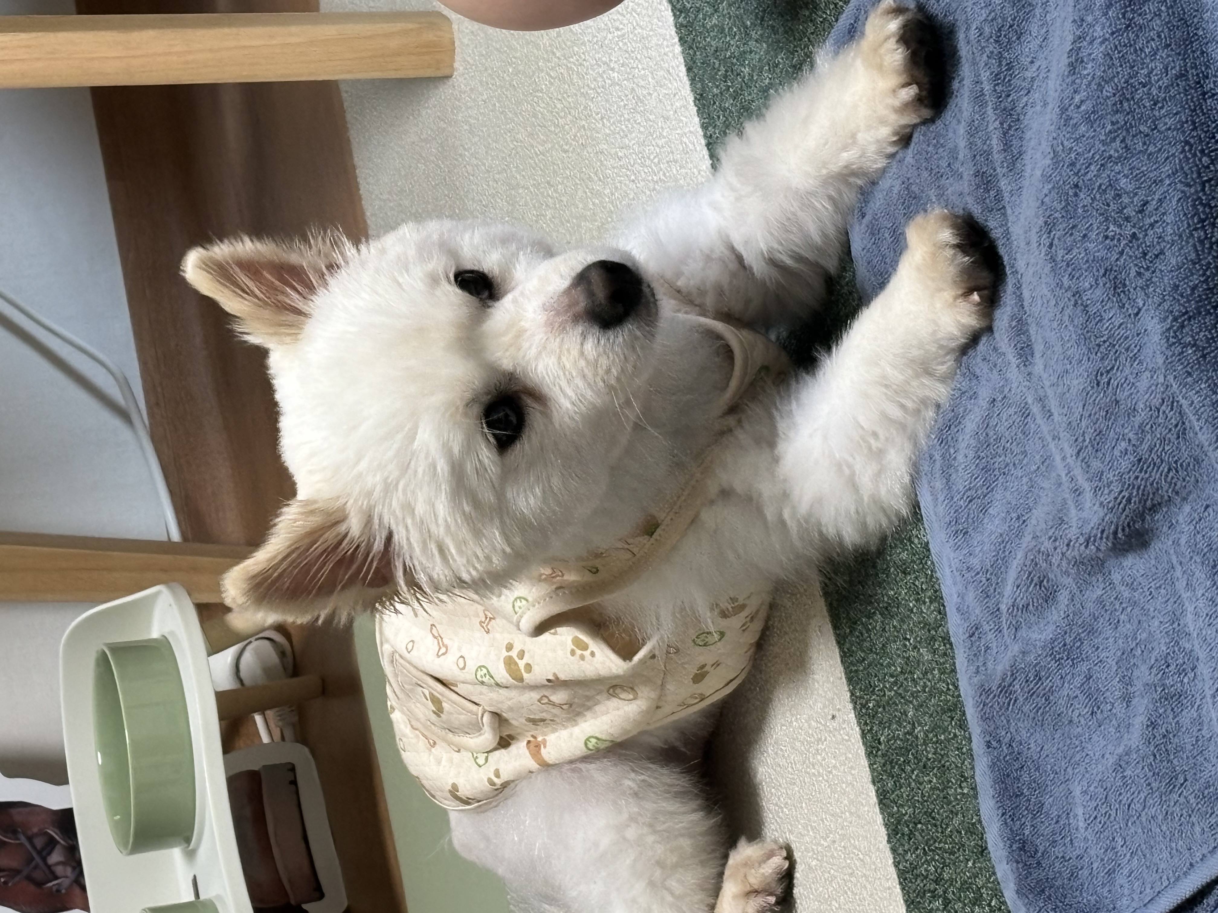 (구)머피 (현)가루 임시보호 한달이 되었어요