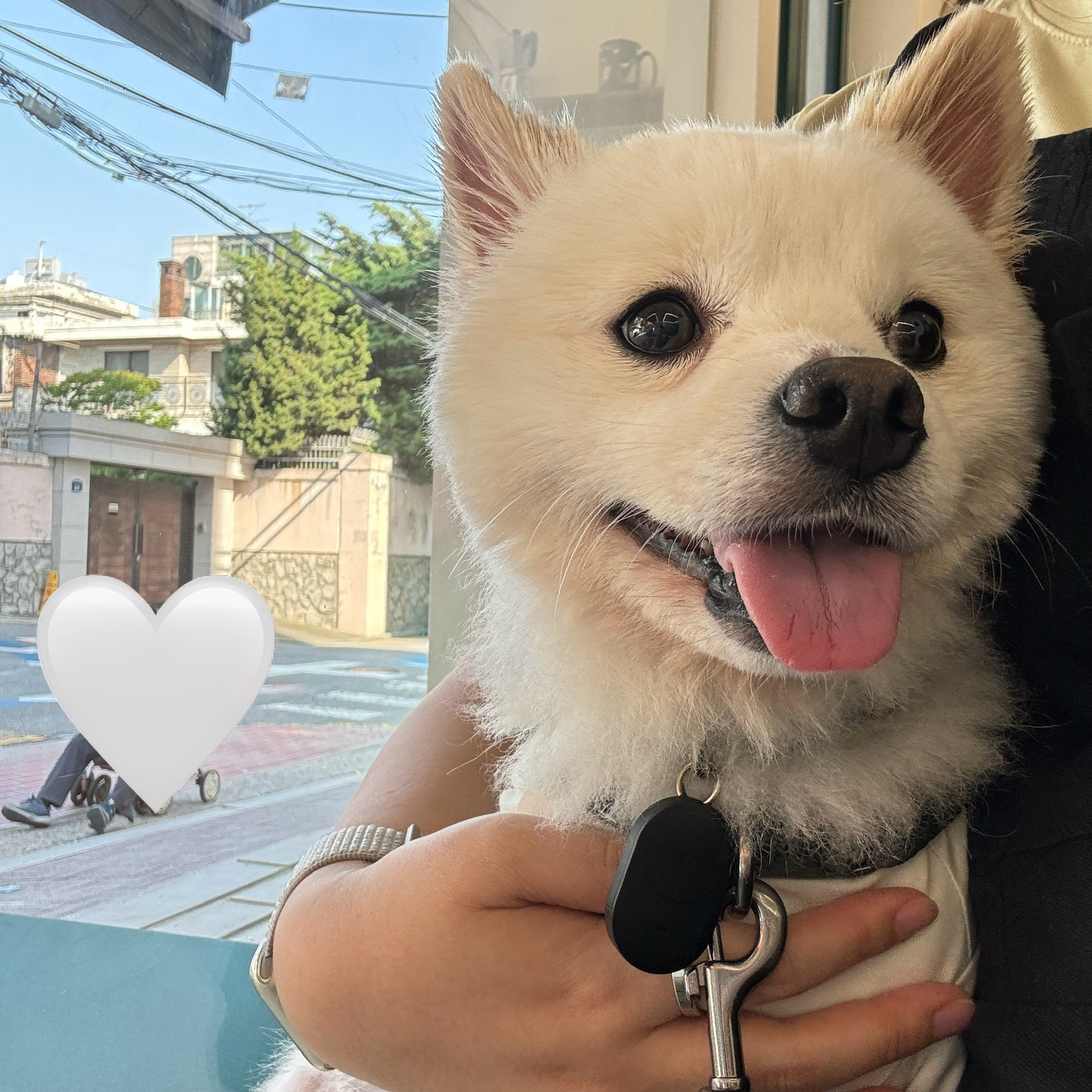 (구)머피 (현)가루 임시보호 한달이 되었어요