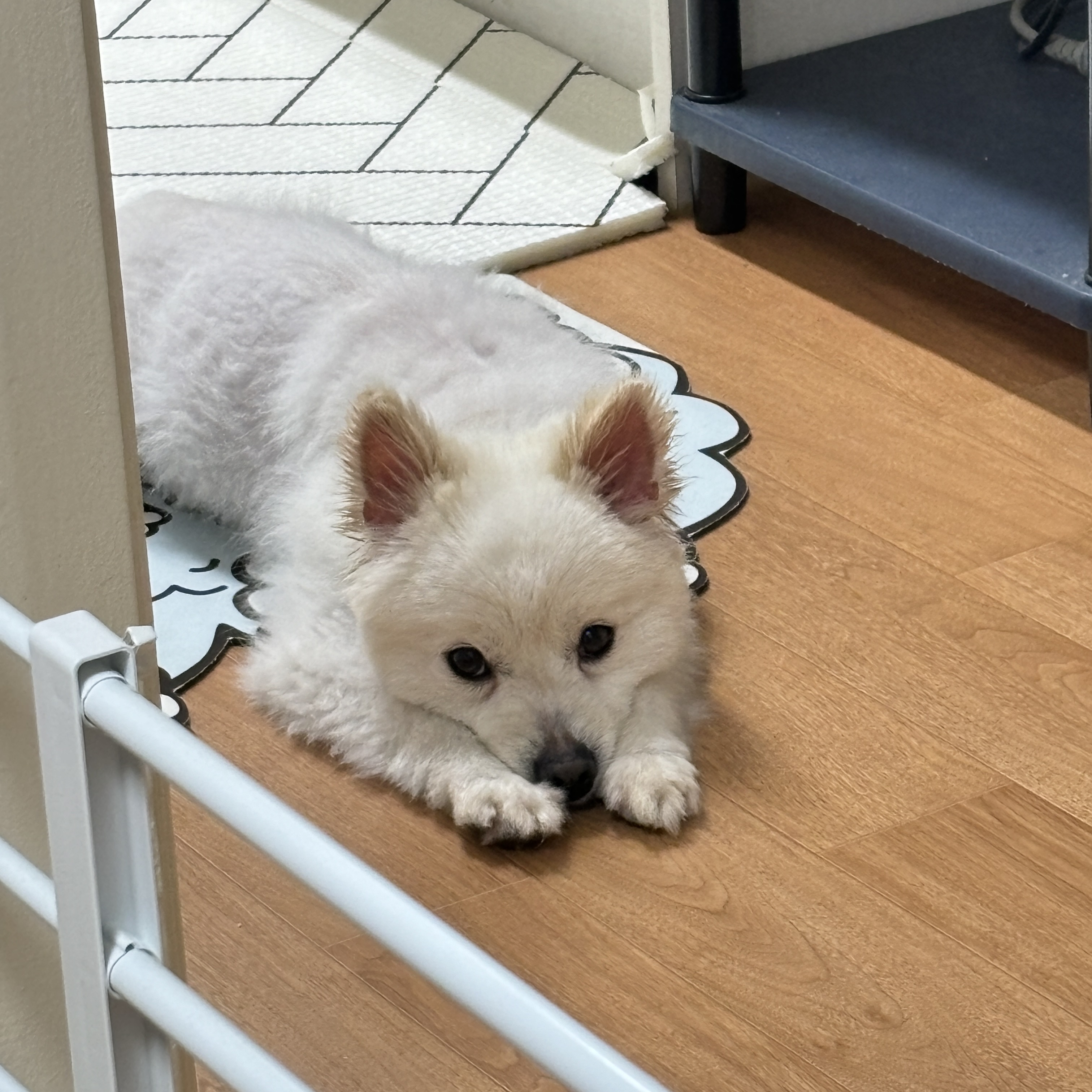 (구)머피 (현)가루 임시보호 한달이 되었어요