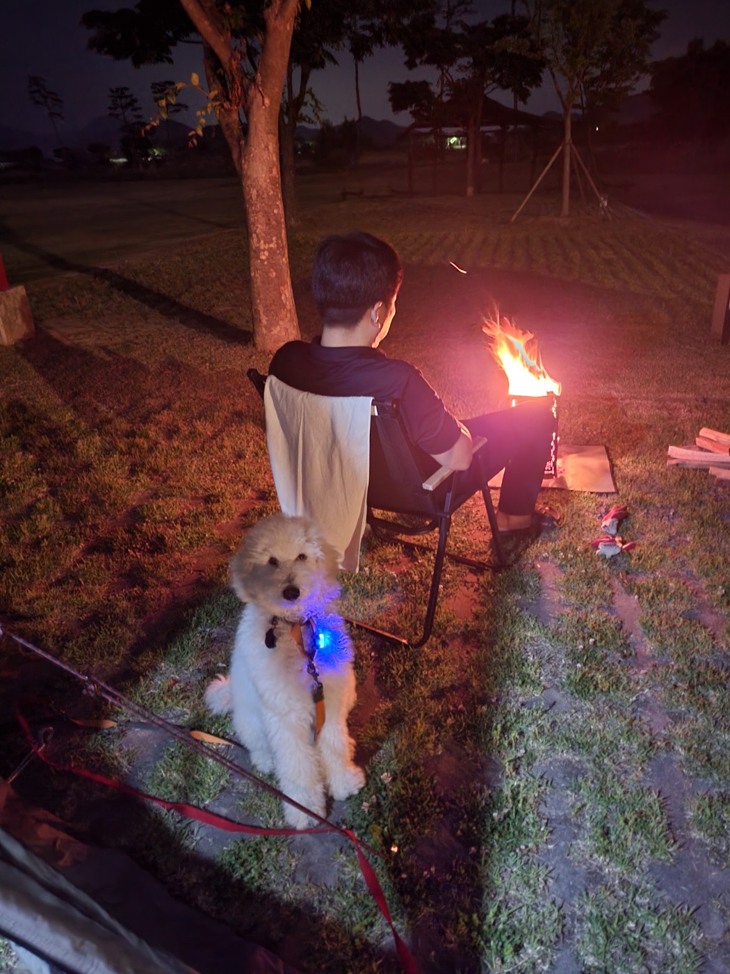루미 (푸린이) 한 달 입양 후기