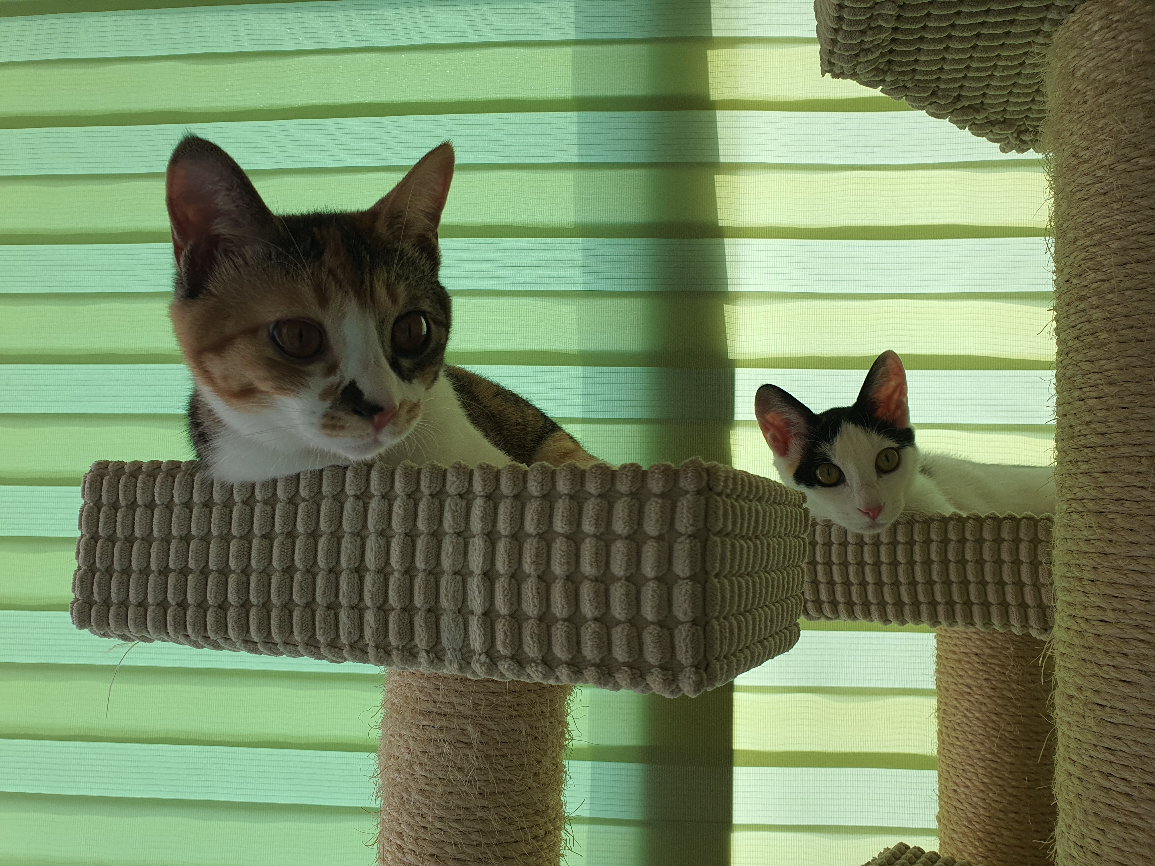 오랭이,조랭이 (늘봄,온봄이)