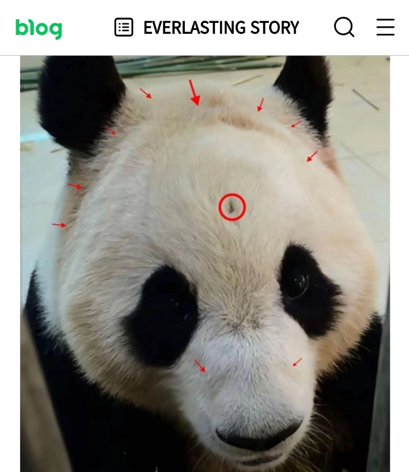 푸바오의 접객 및 각종 의혹에 대한 진실규명을 촉구하고자 합니다