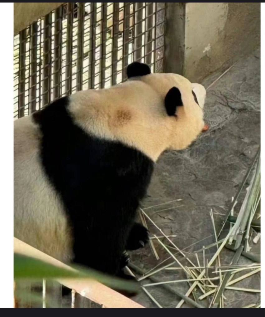푸바오의 접객 및 각종 의혹에 대한 진실규명을 촉구하고자 합니다