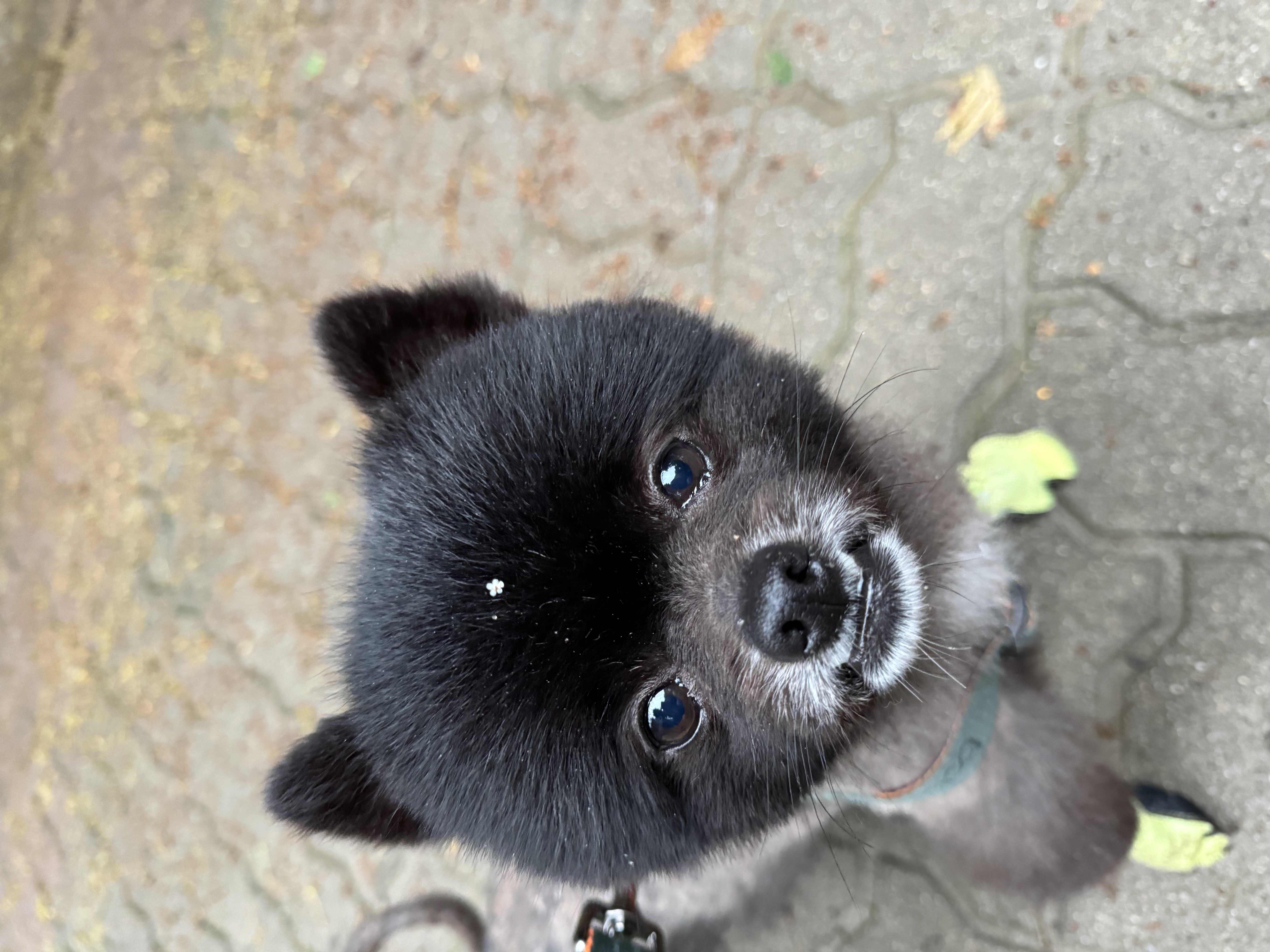 반곰(현: 레오) 입양전제 임시보호 한달 후기 입니다