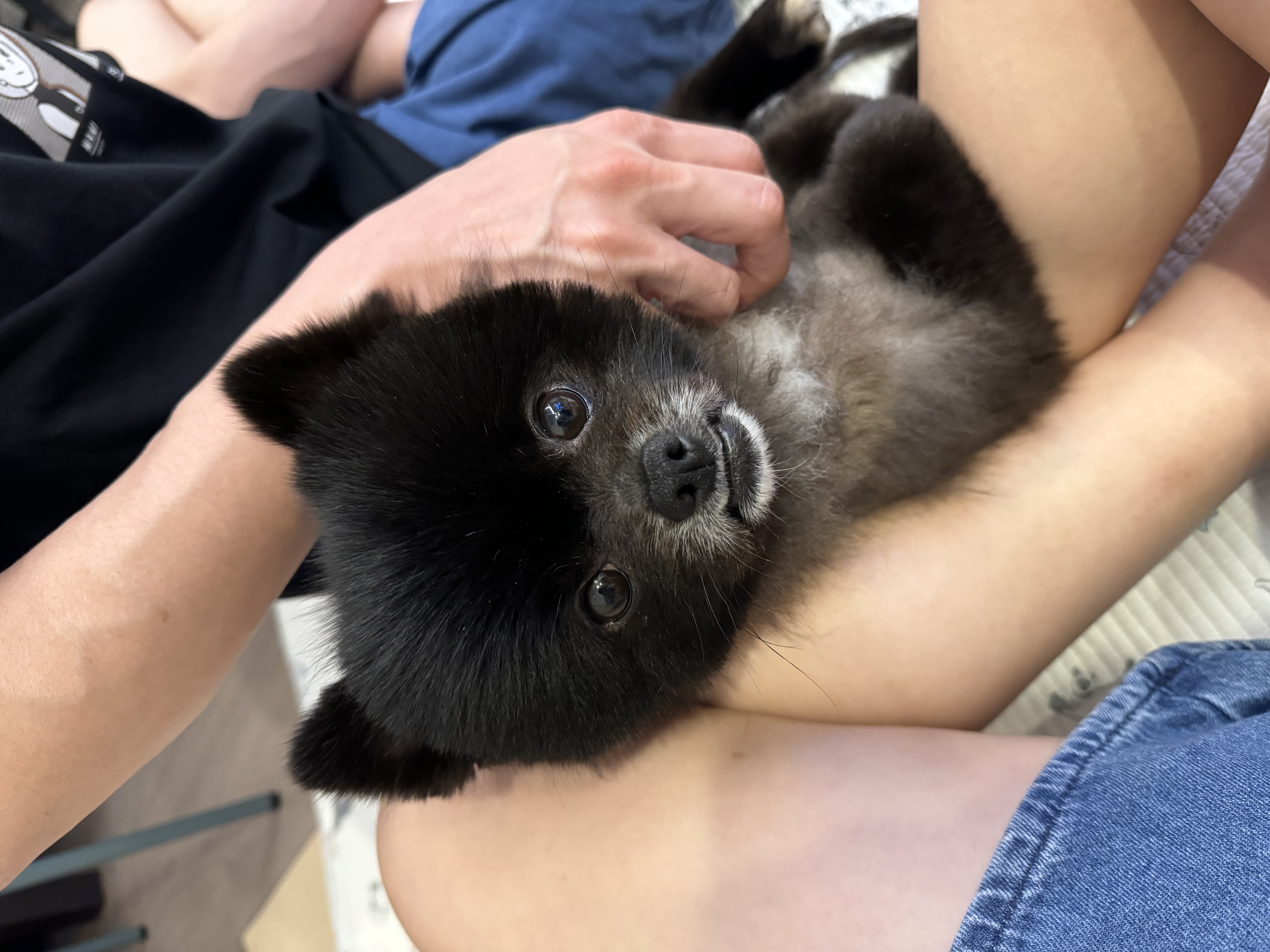 반곰(현: 레오) 입양전제 임시보호 한달 후기 입니다