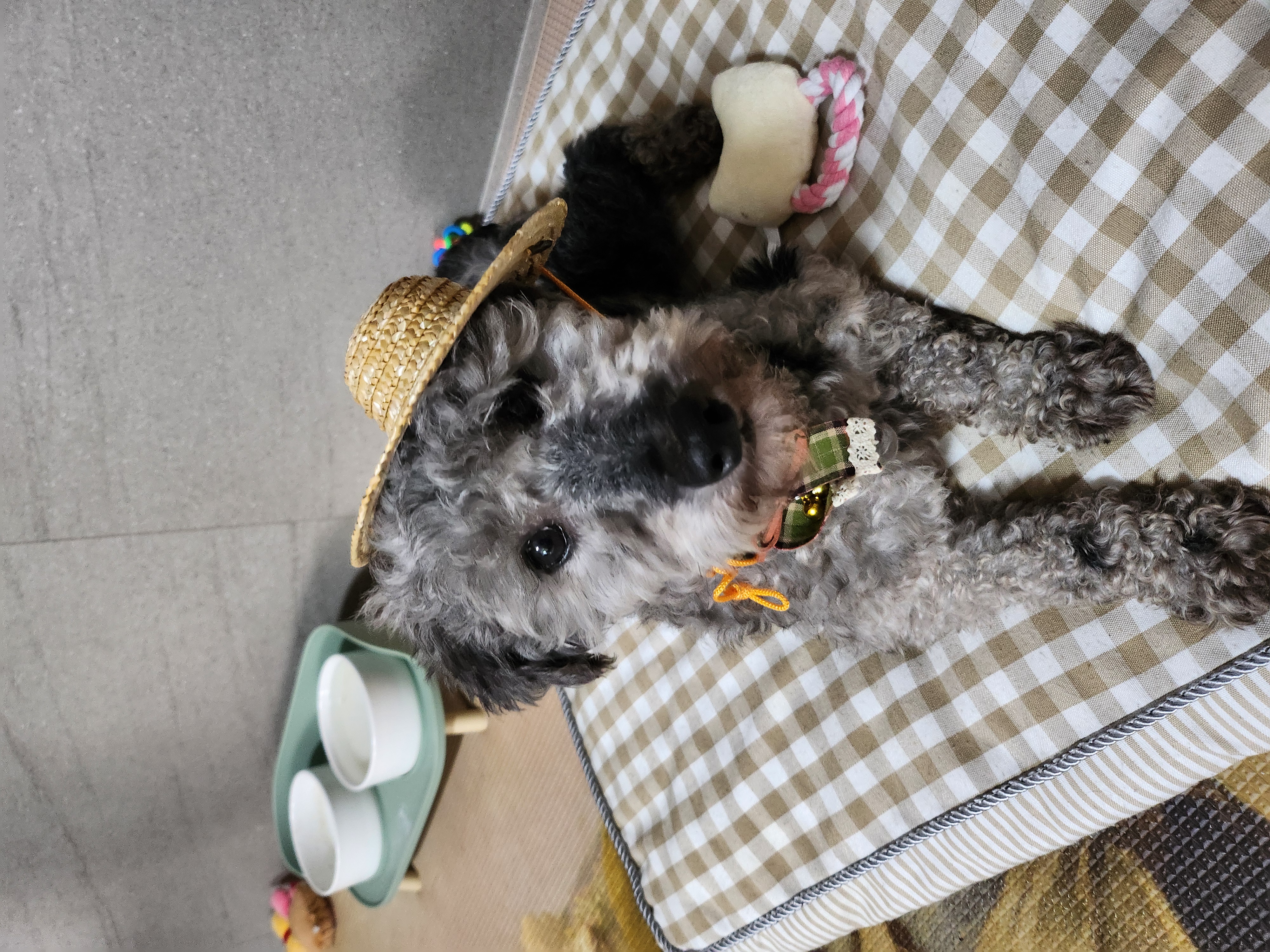 은푸한달이야기(코코)