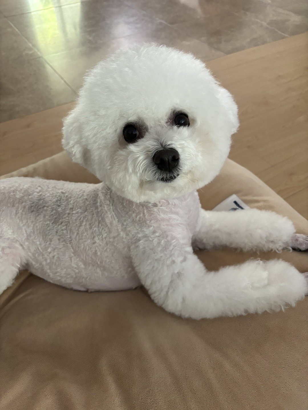세나(다운이) 잘살고있어요~