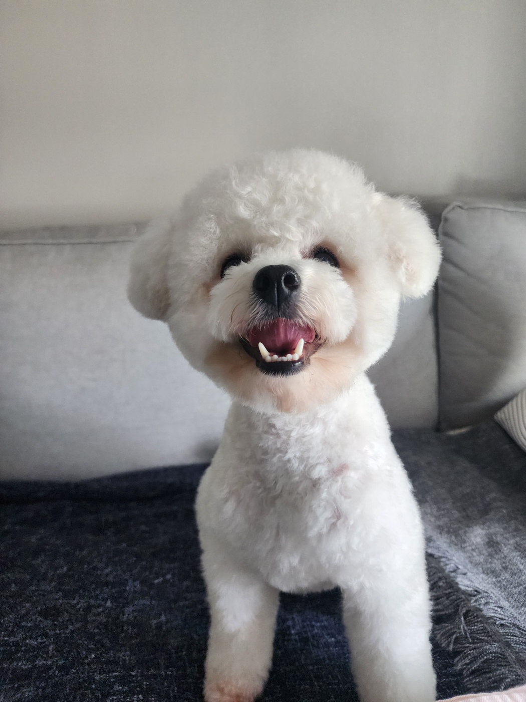 파피 (구 양말이) 입양 3달 후기