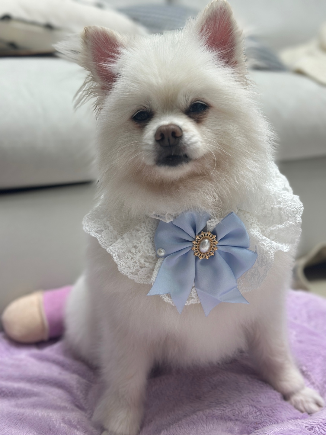 겁이 많지만 천재견 뽀나의 적응 1달기!