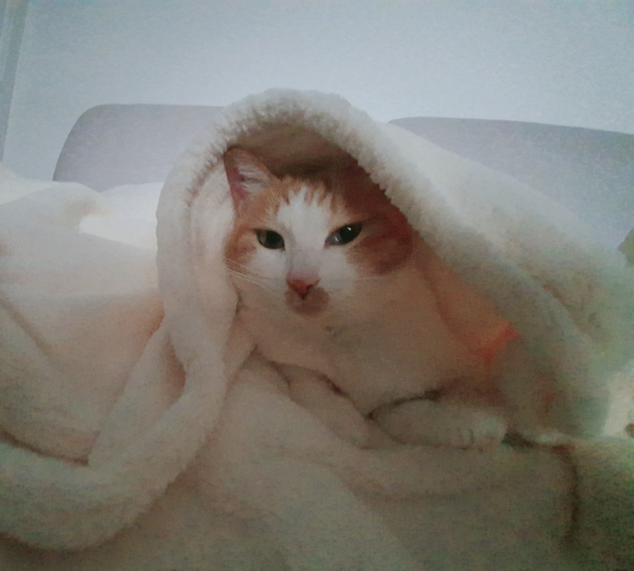 옥희(몰랑이),복희(동백이)랑 함께한지 4년 되었습니다.