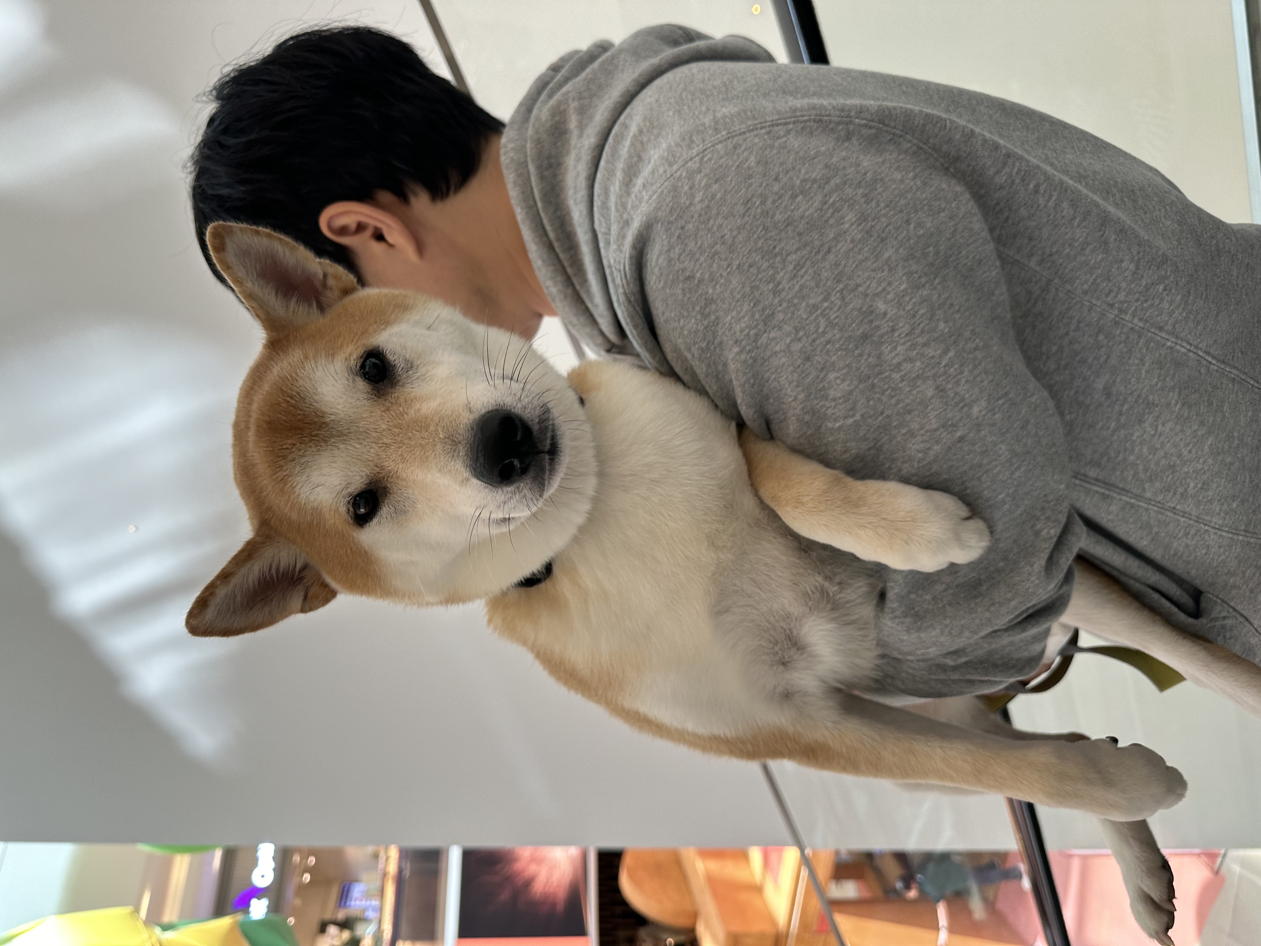 로꼬 (곤지암 두시) 입양 3년차 생활
