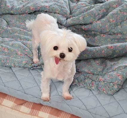 미미(아름이) 입양후 3개월
