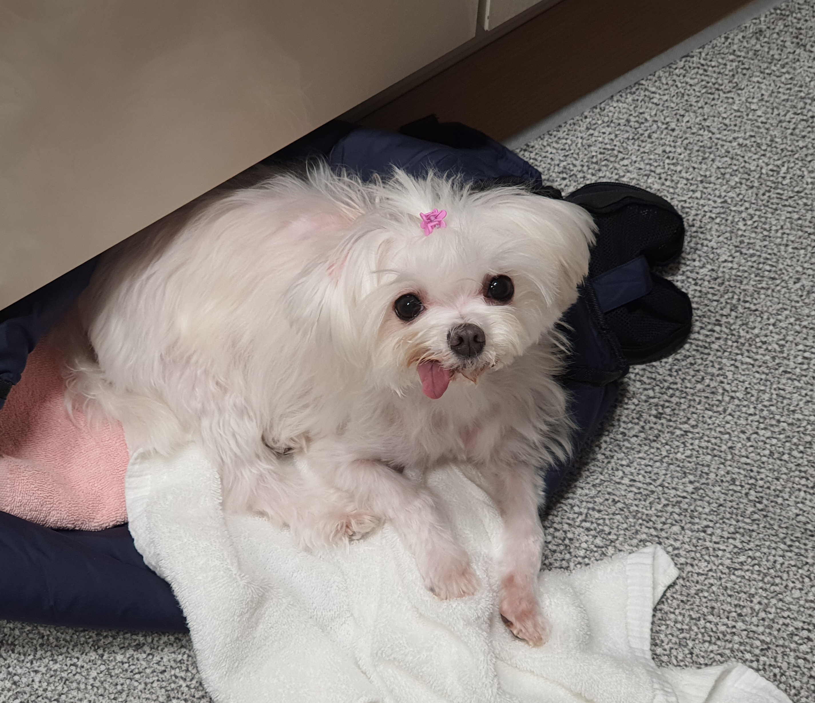 미미(아름이) 입양후 3개월