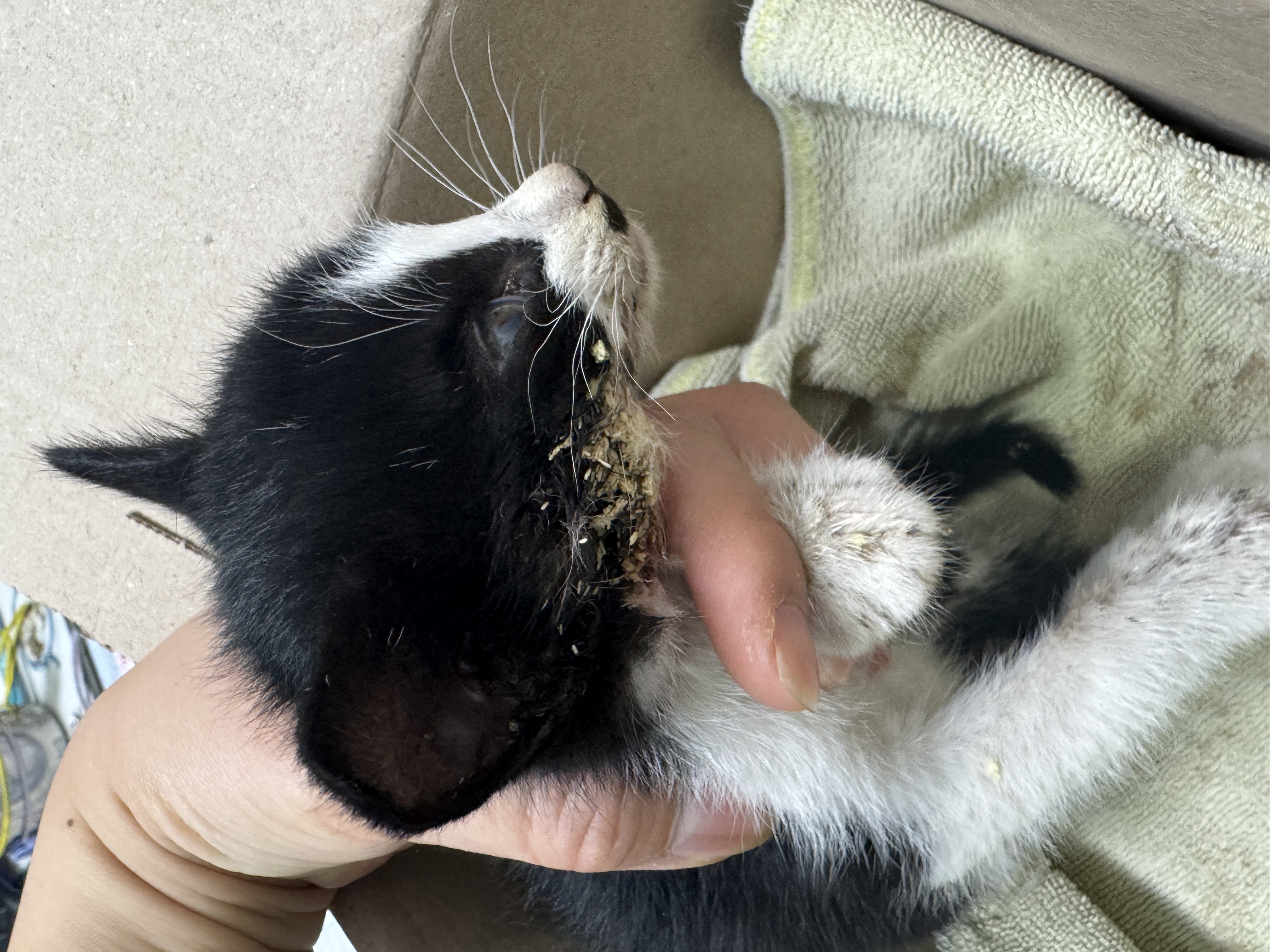 물린 상처에 구더기가 들끓는 아기고양이 구조부탁드려요