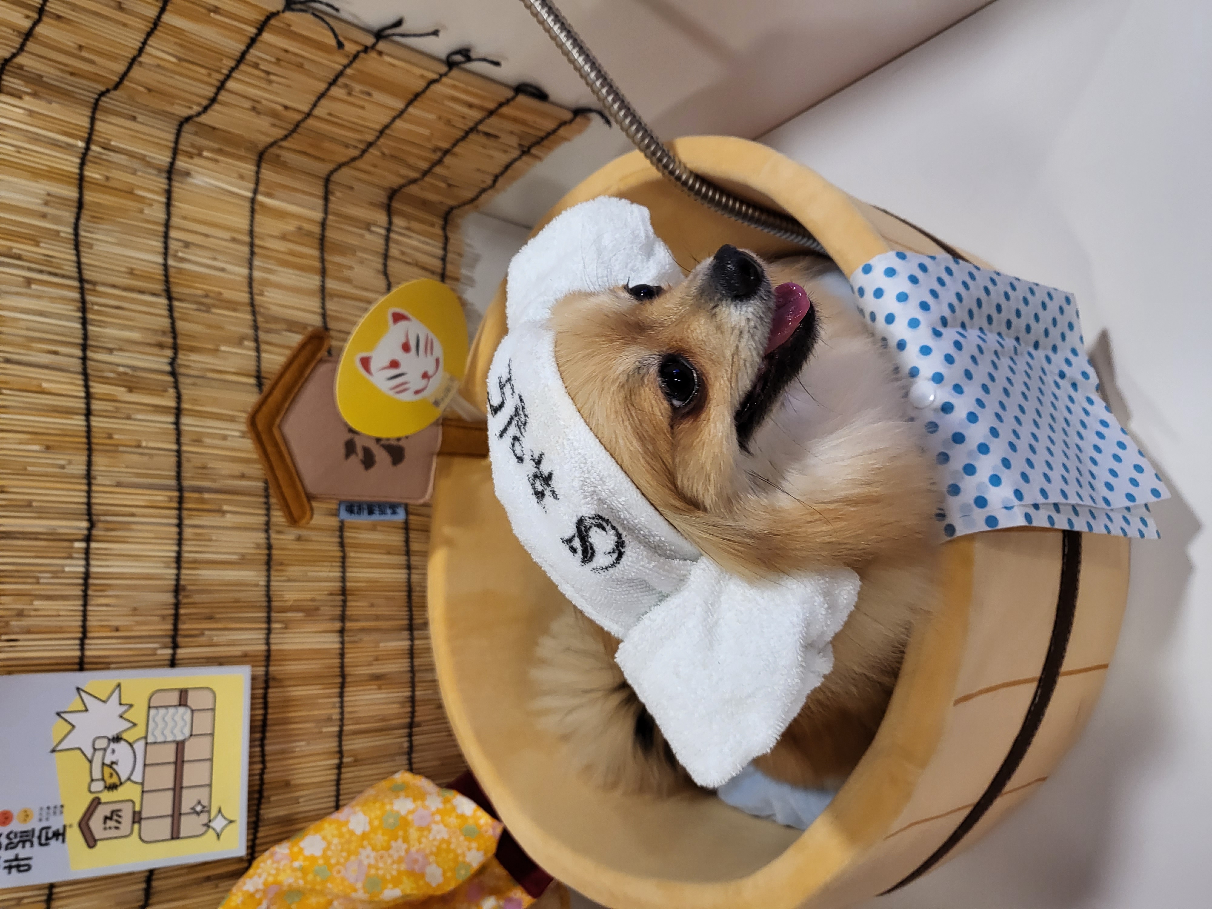 짜장이 입양 3년 후기입니다. (곤지암-송일)