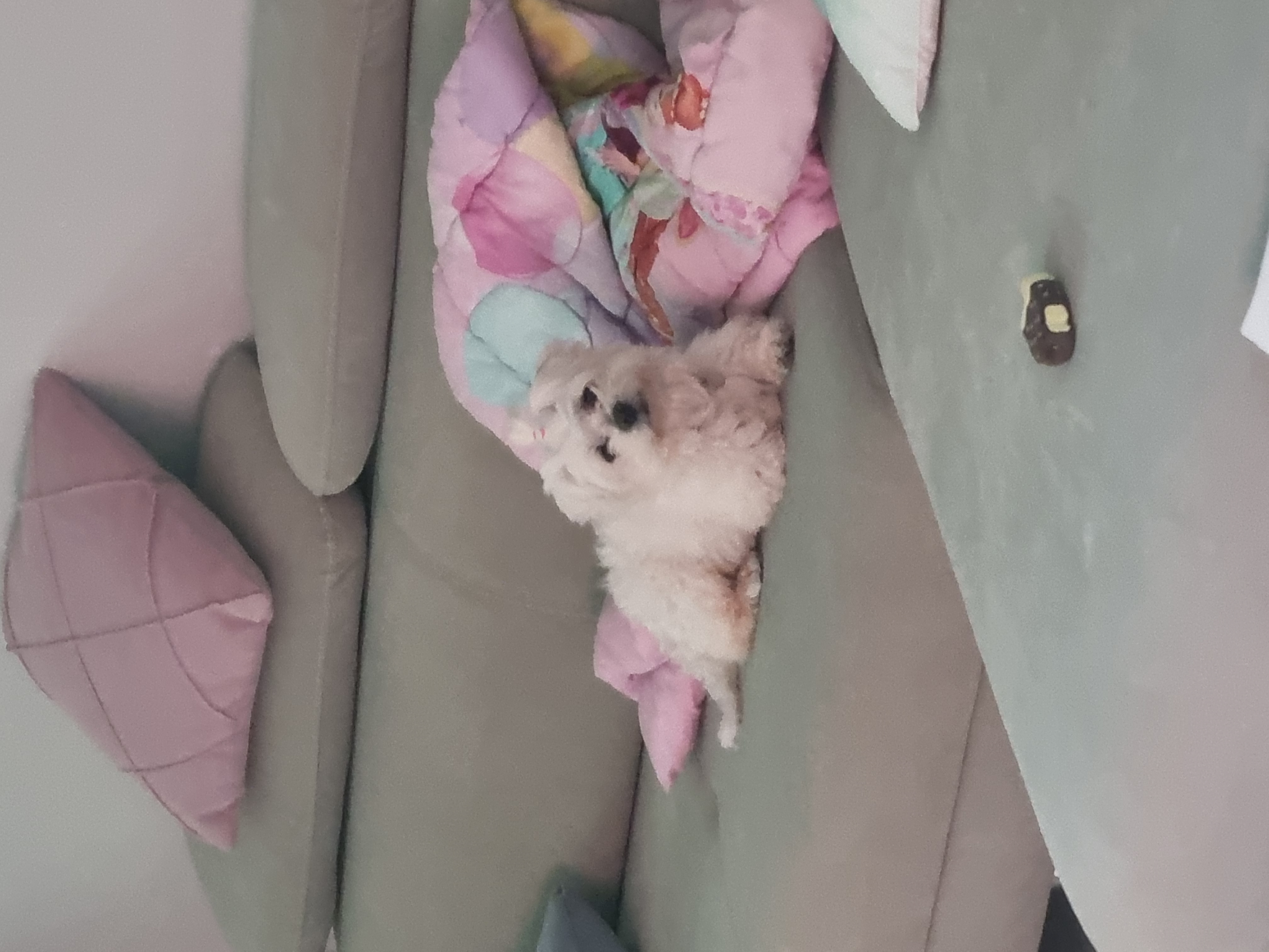 보령구조견 티코 입양1달