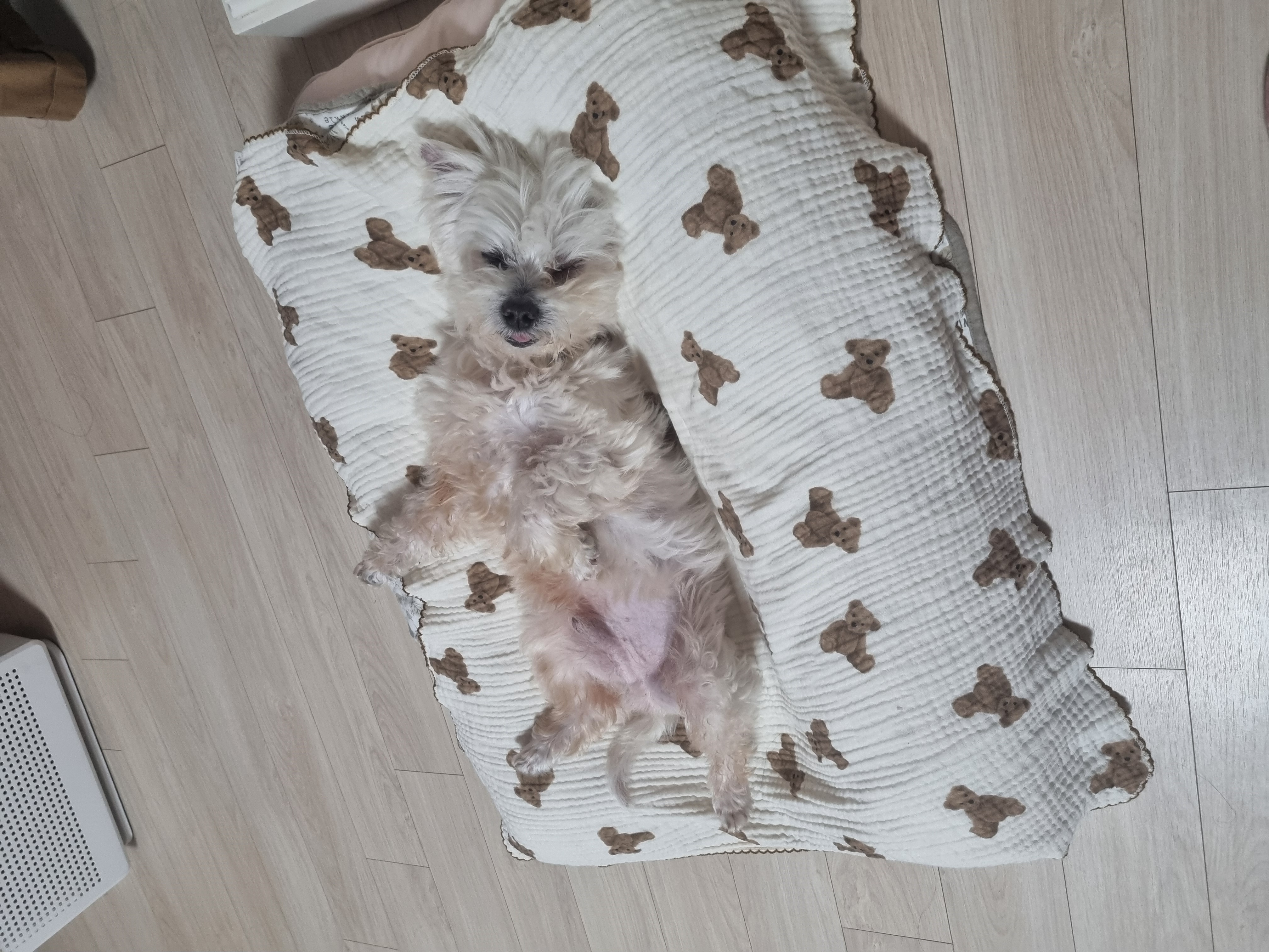 보령구조견 티코 입양1달