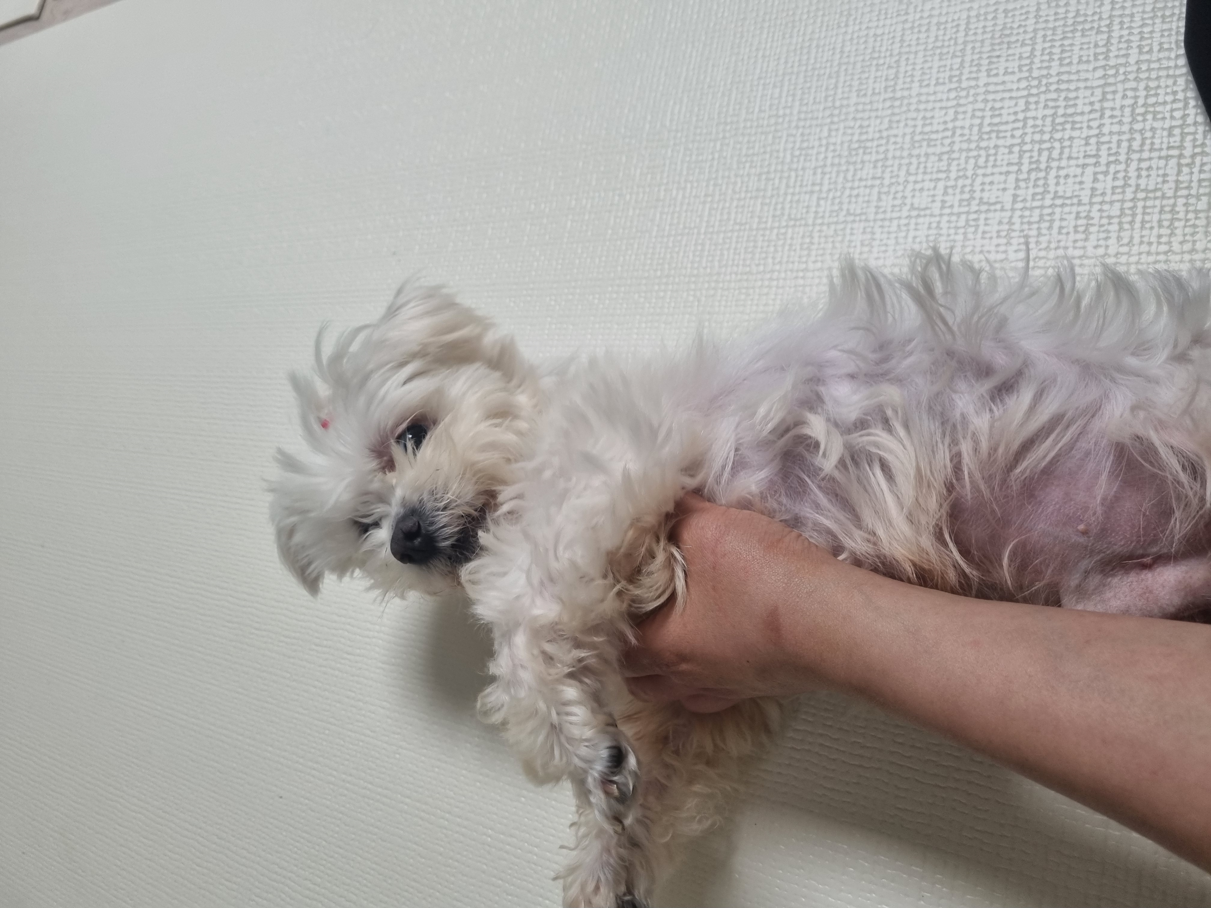 보령구조견 티코 입양1달