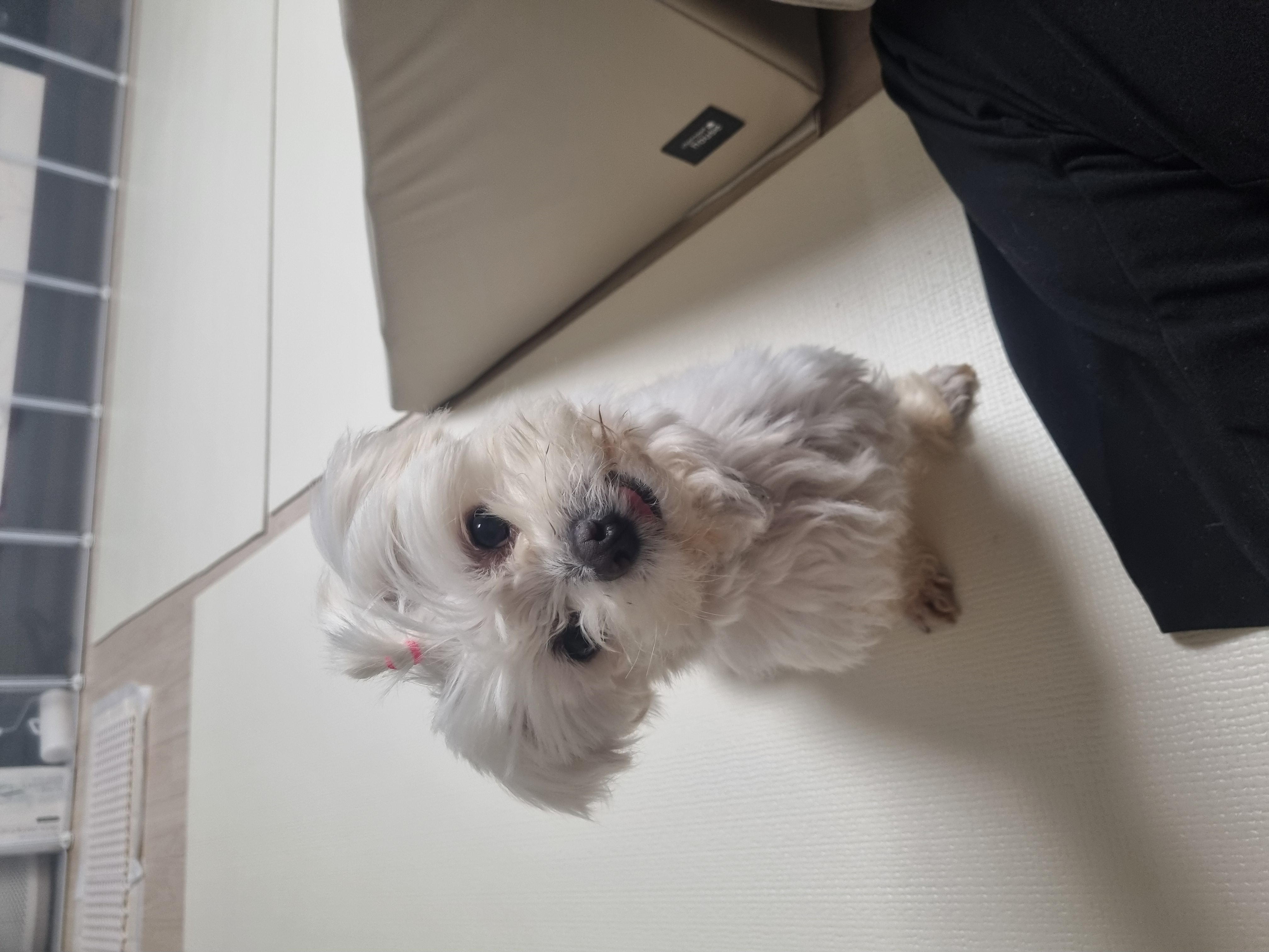 보령구조견 티코 입양1달