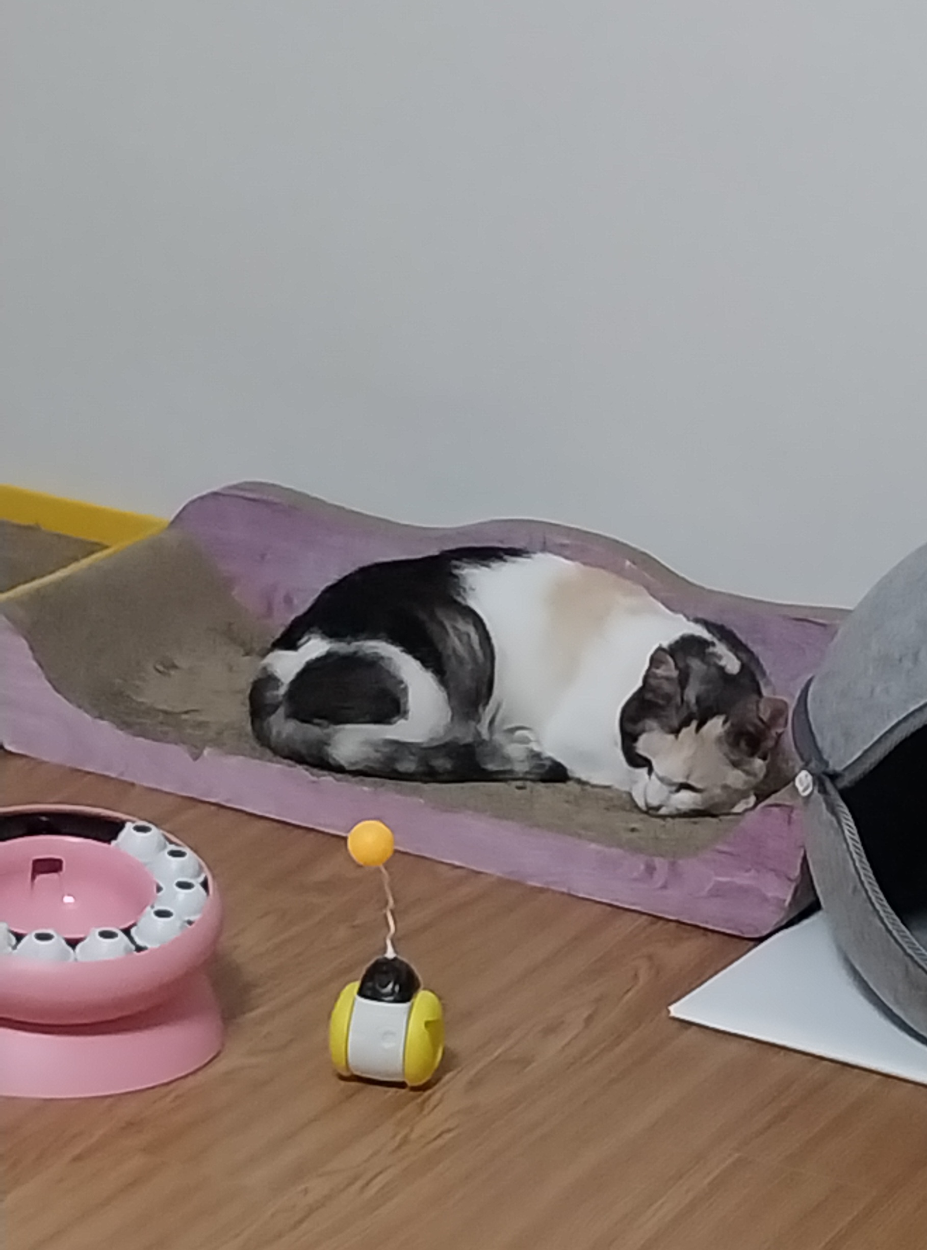 기특이(현 고은이) 입양 일주일 후기