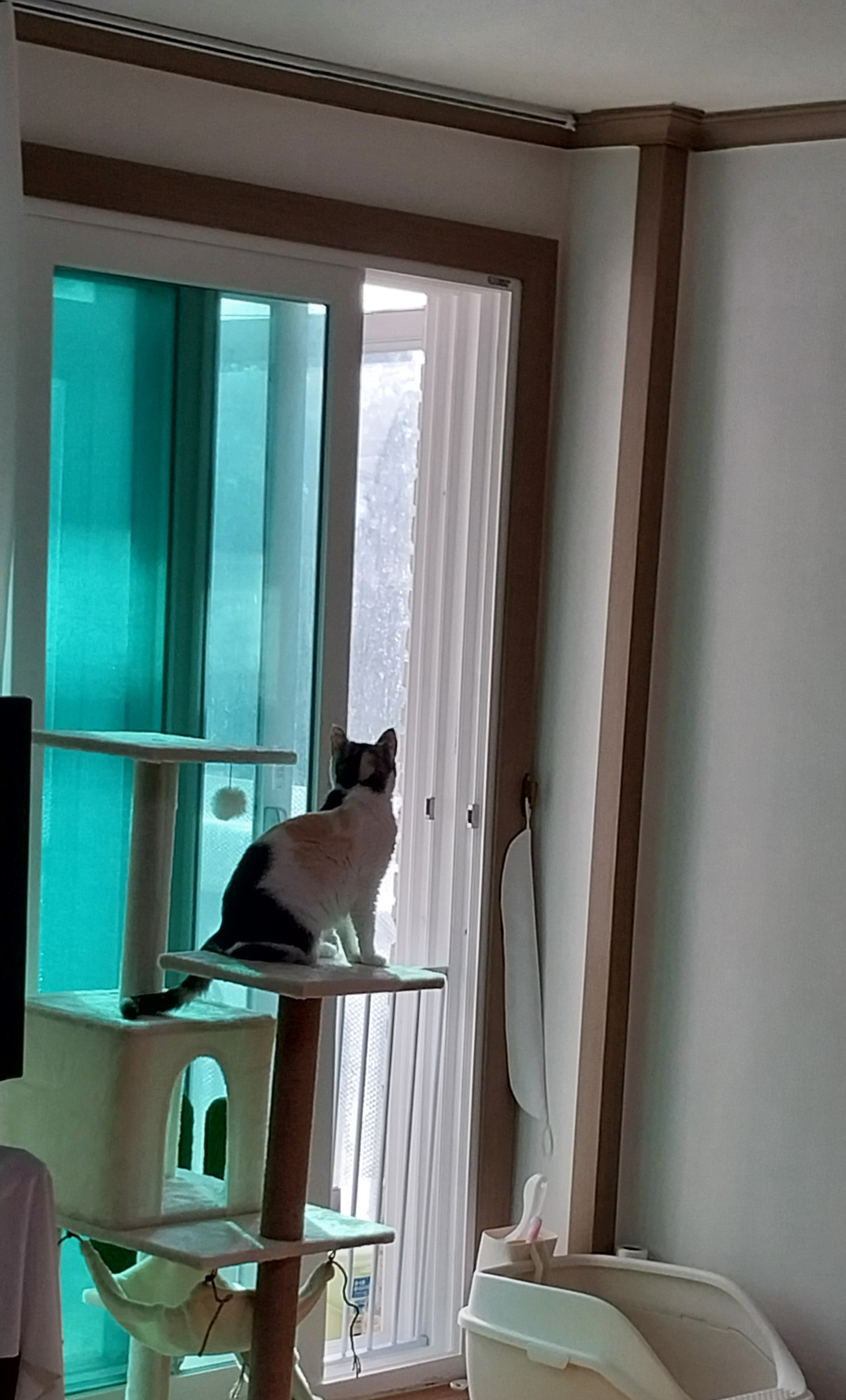 기특이(현 고은이) 입양 일주일 후기