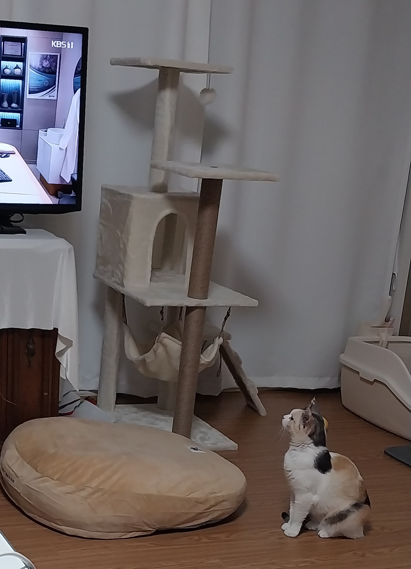 기특이(현 고은이) 입양 일주일 후기
