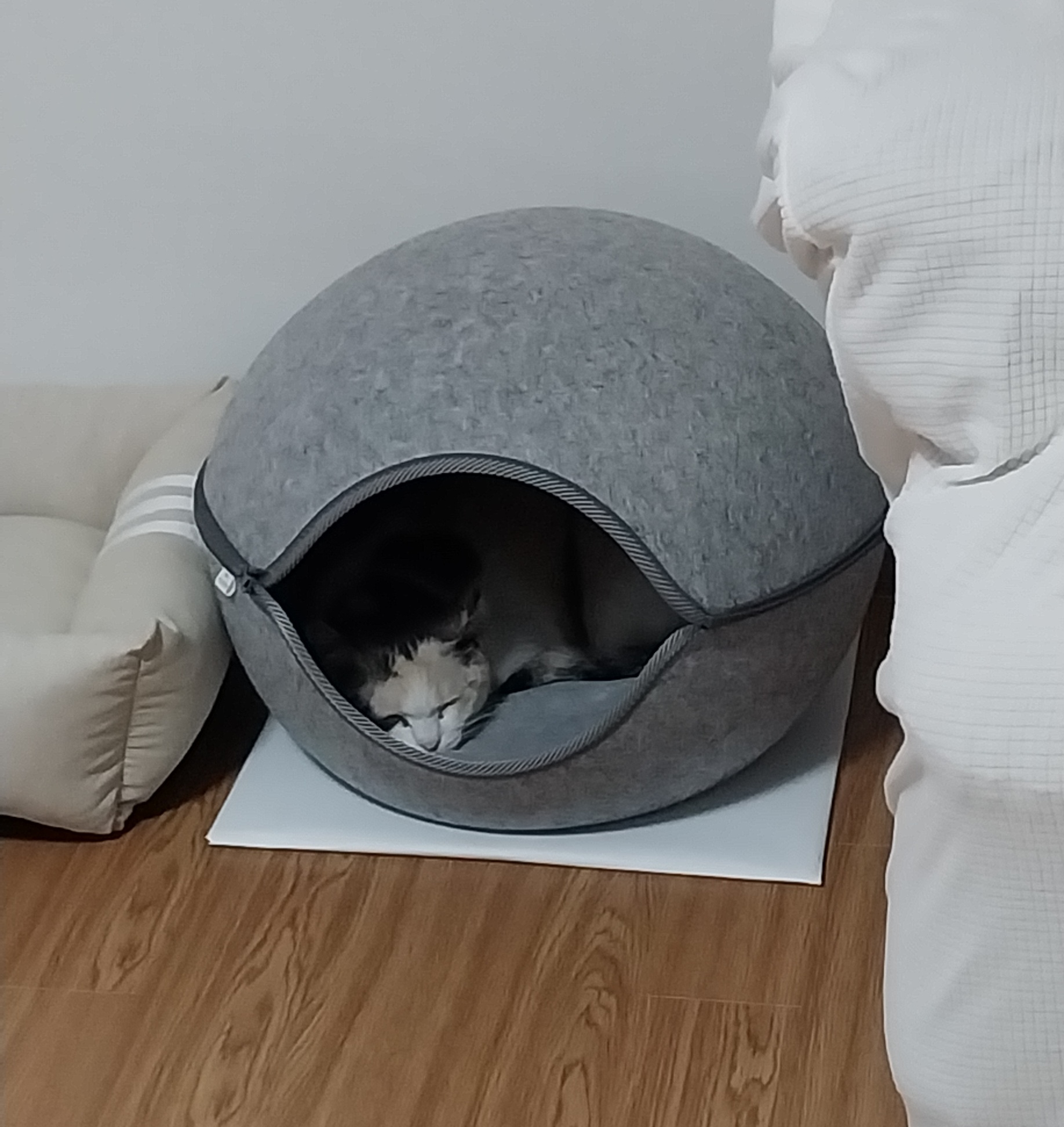 기특이(현 고은이) 입양 일주일 후기