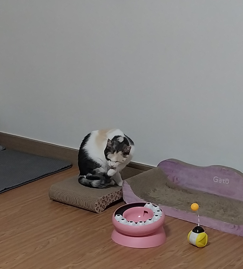 기특이(현 고은이) 입양 일주일 후기
