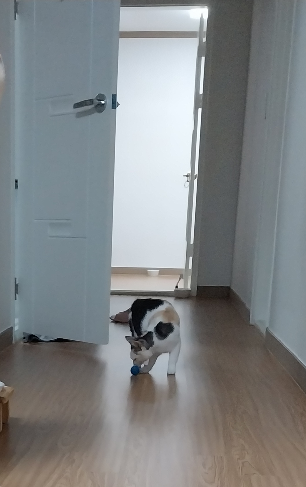 기특이(현 고은이) 입양 일주일 후기