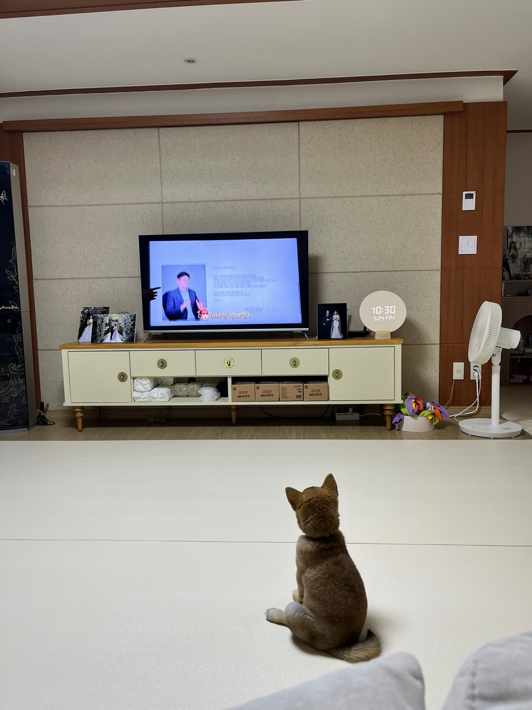 쫄이 자견 가오(쫄뭉이) 입양 후기 
