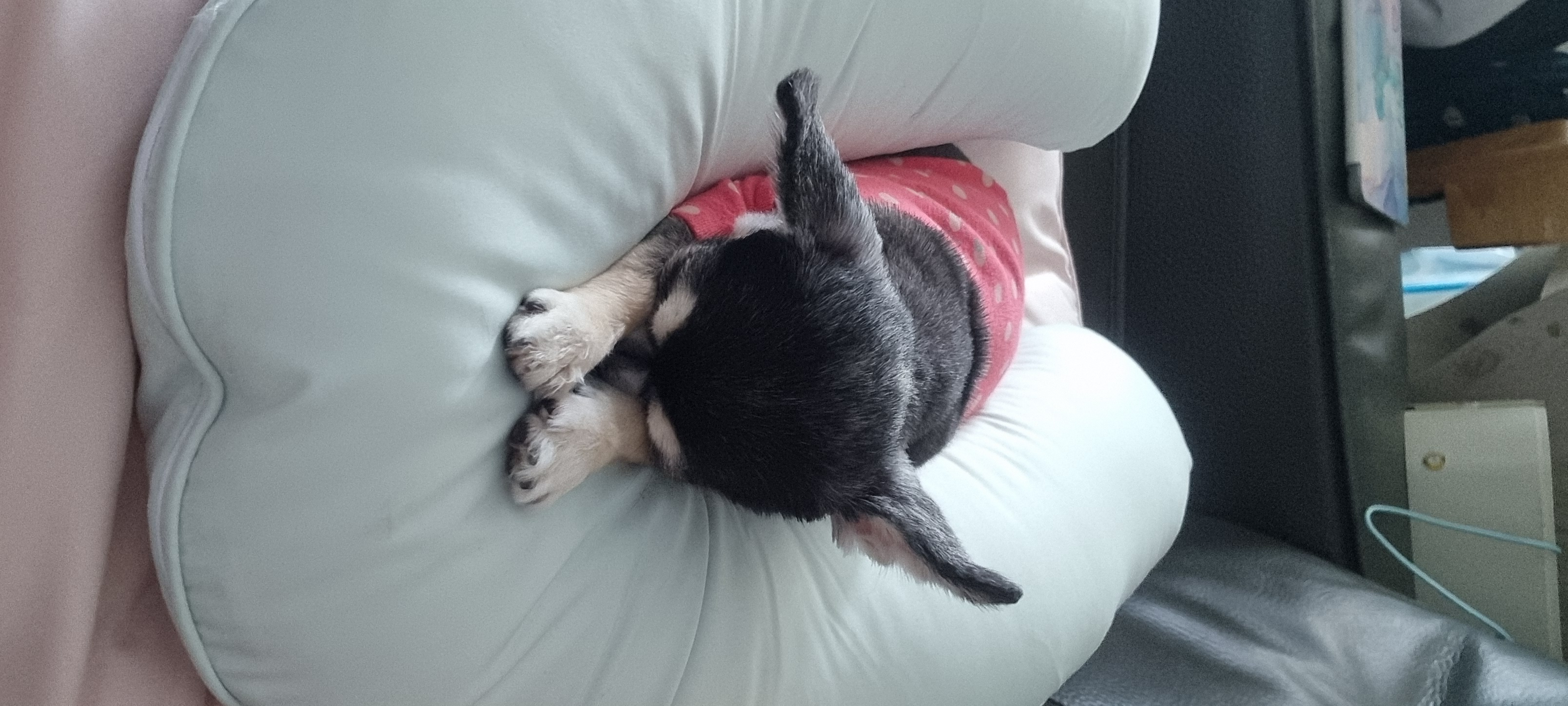 왕별이와 함께한 3년...^^