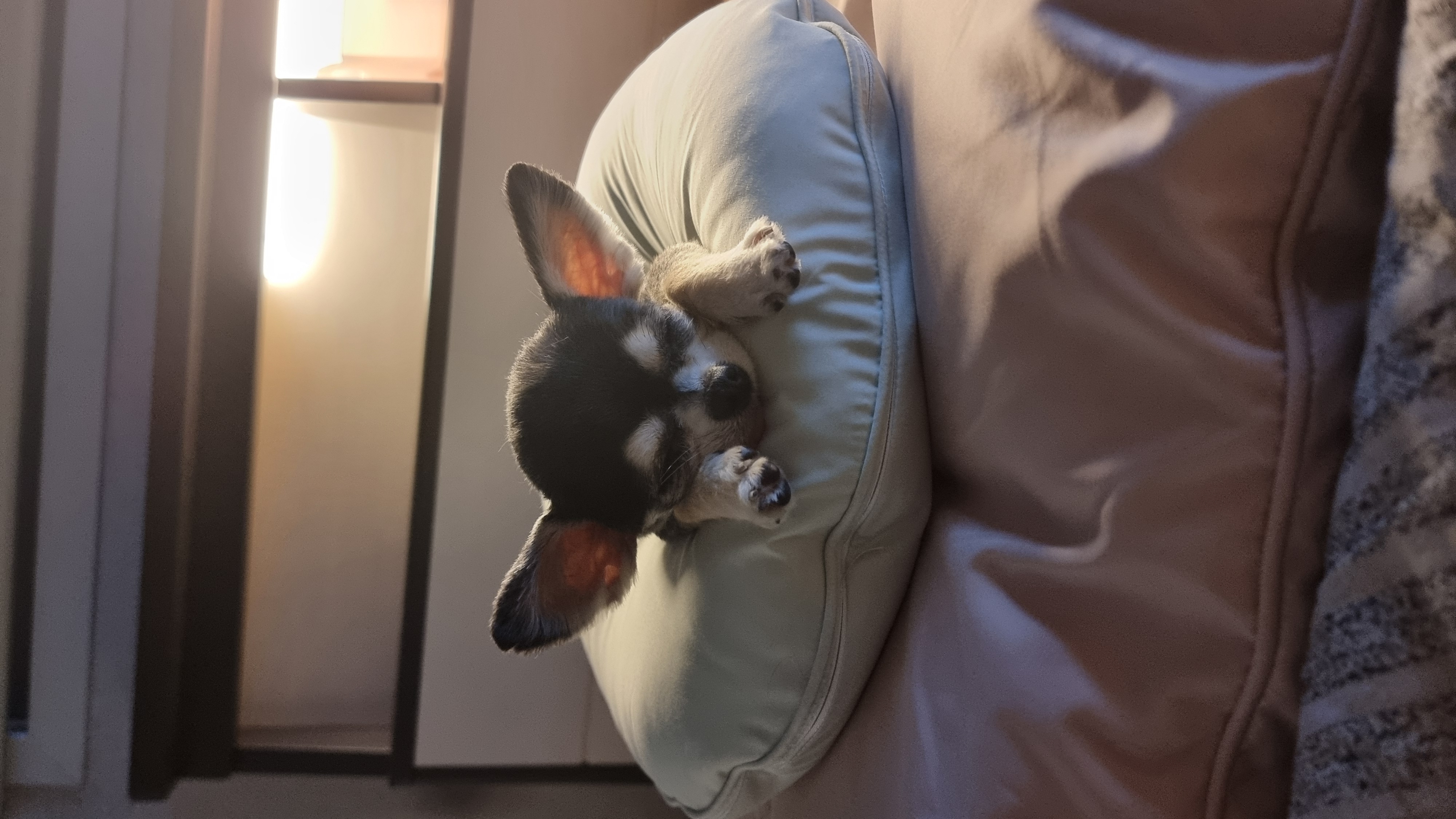 왕별이와 함께한 3년...^^