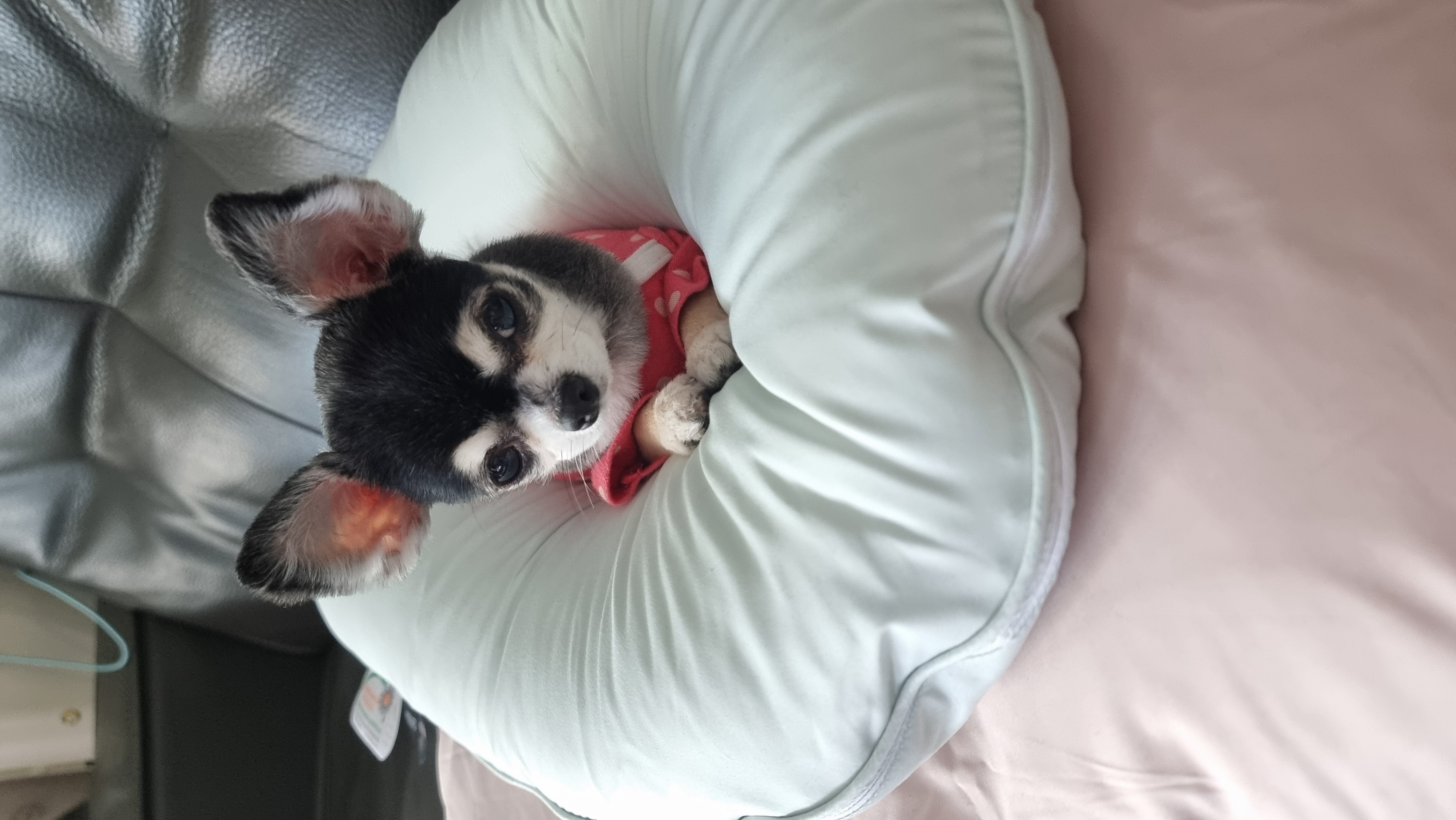 왕별이와 함께한 3년...^^
