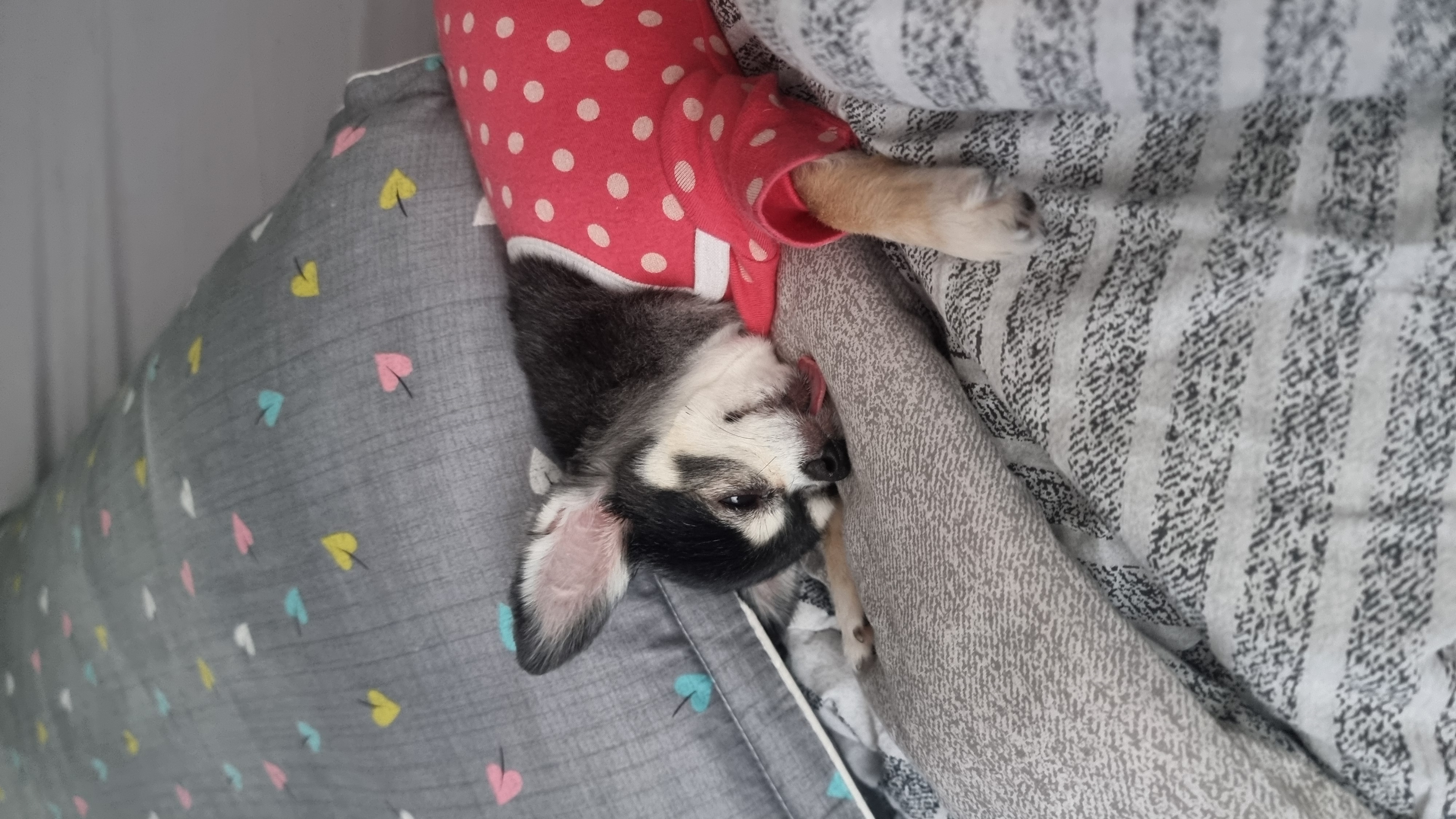 왕별이와 함께한 3년...^^