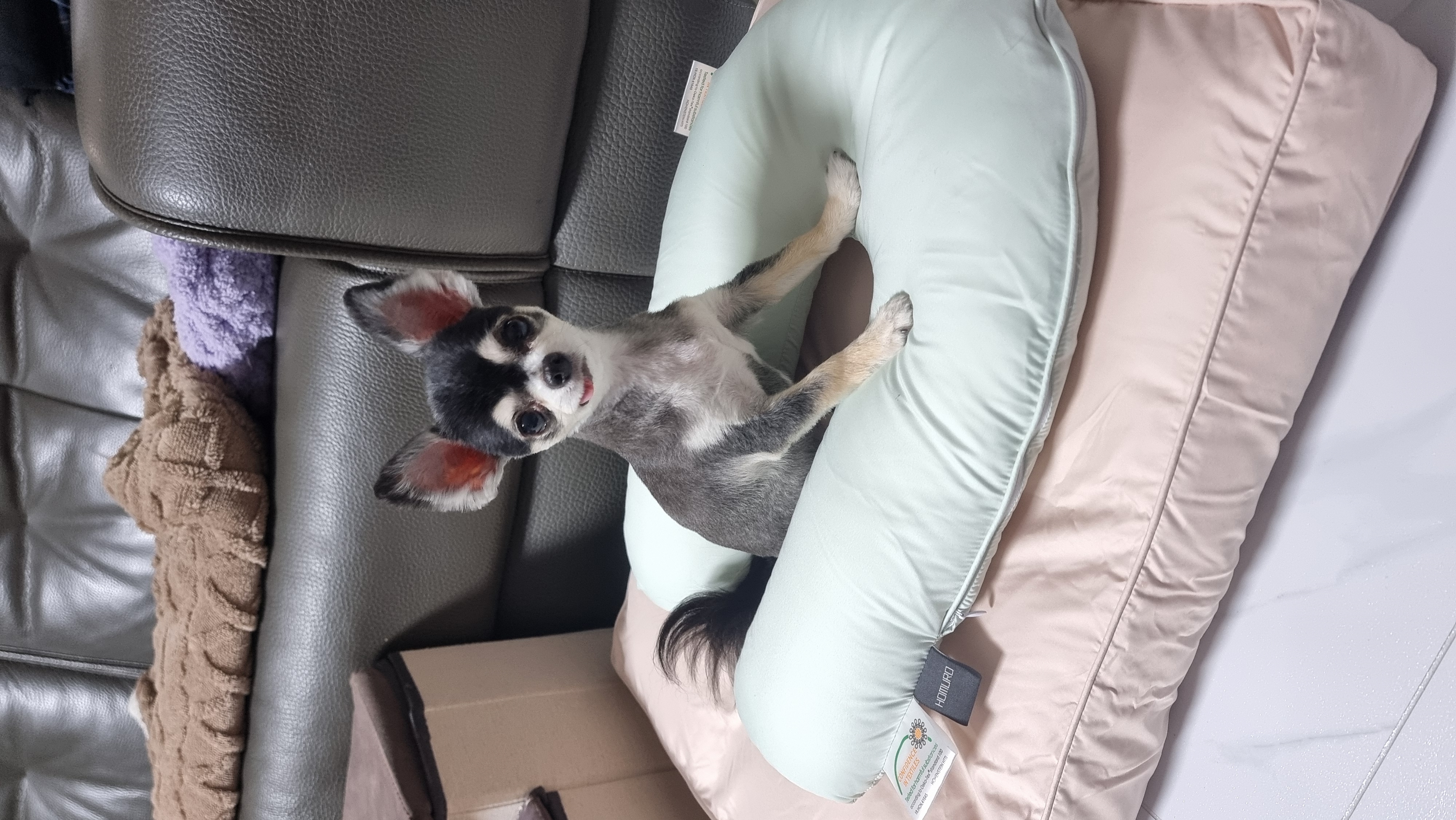 왕별이와 함께한 3년...^^
