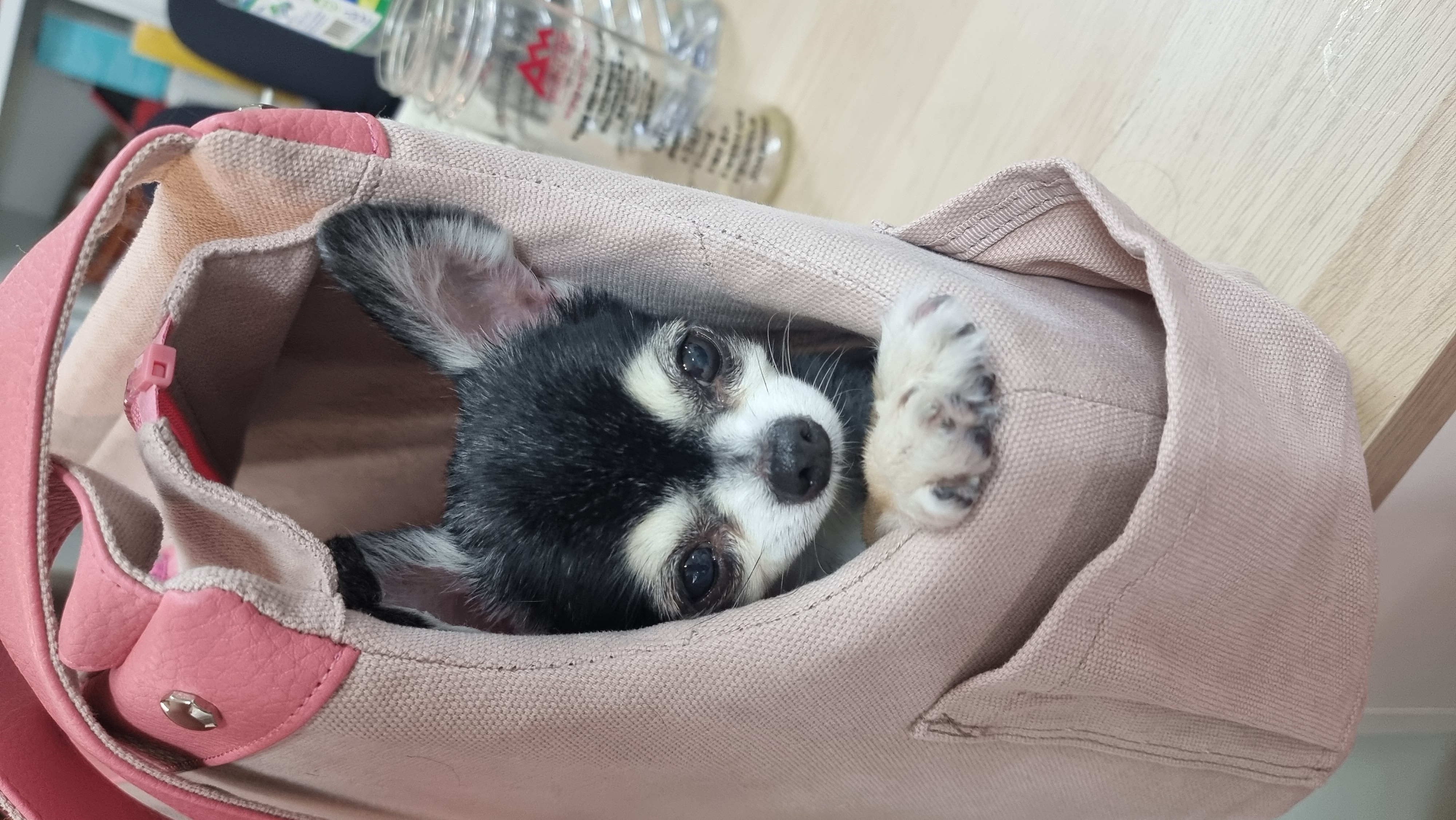 왕별이와 함께한 3년...^^