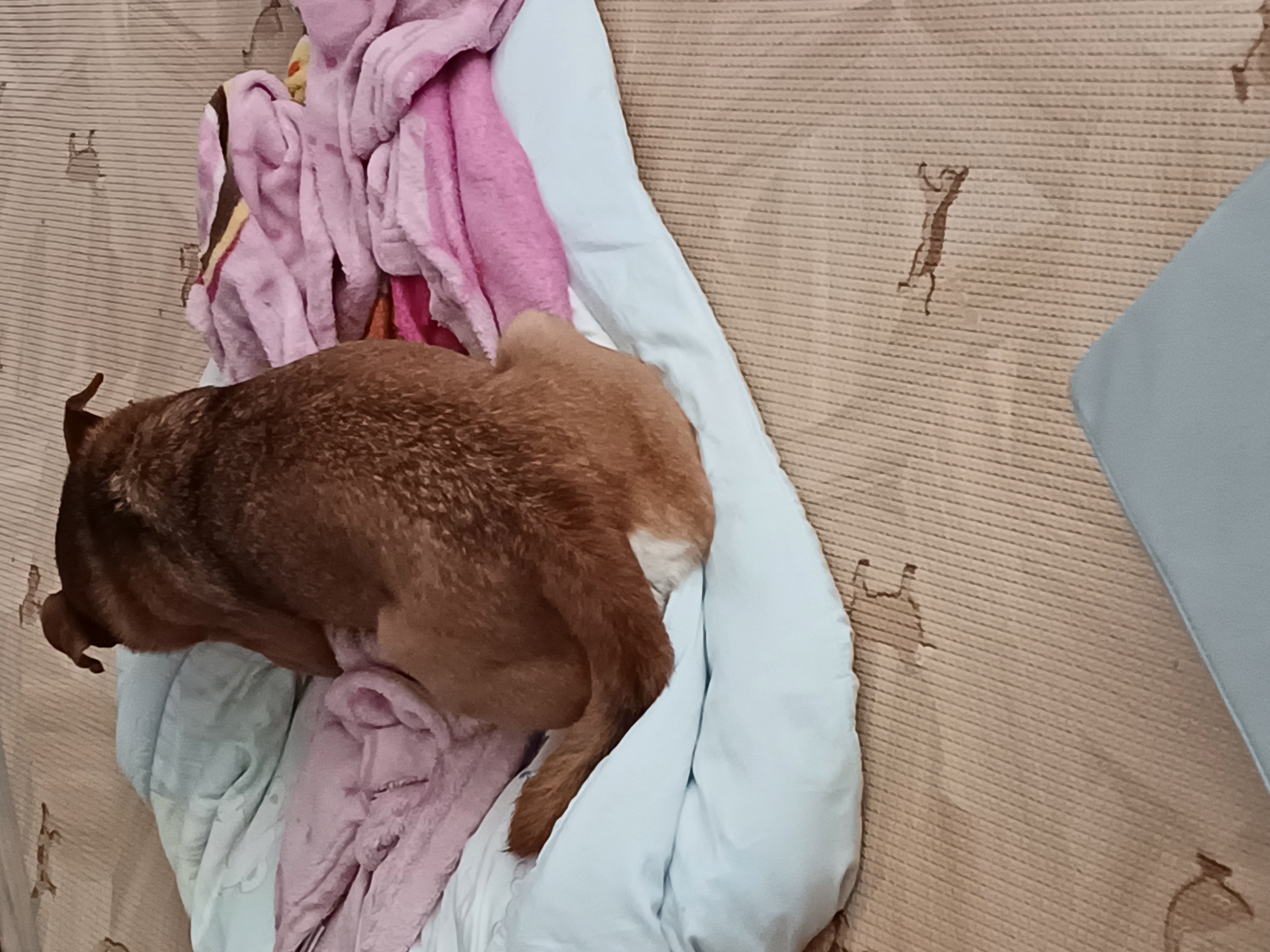 누렁이 다온이 소식욥~~