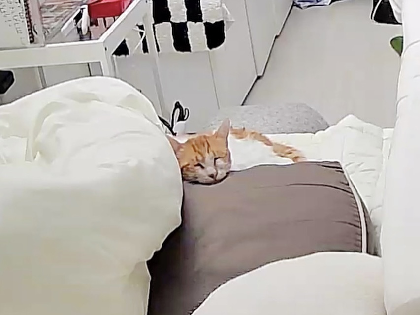 윤슬이(하루) 입양 후기 - 1주
