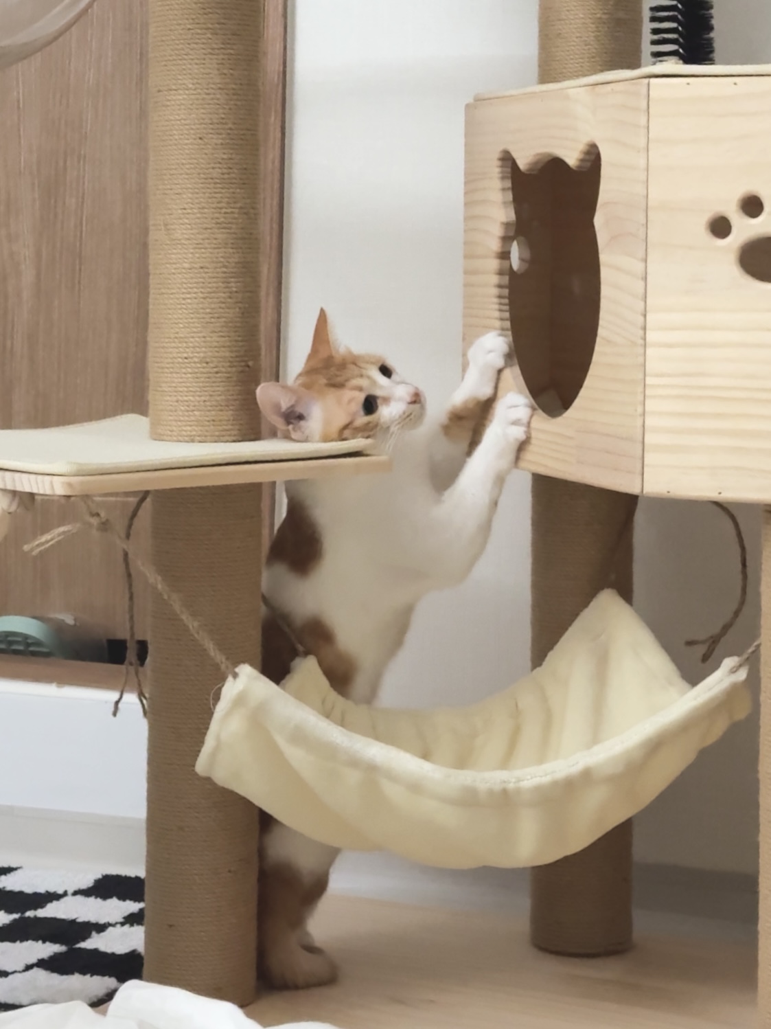 윤슬이(하루) 입양 후기 - 1주