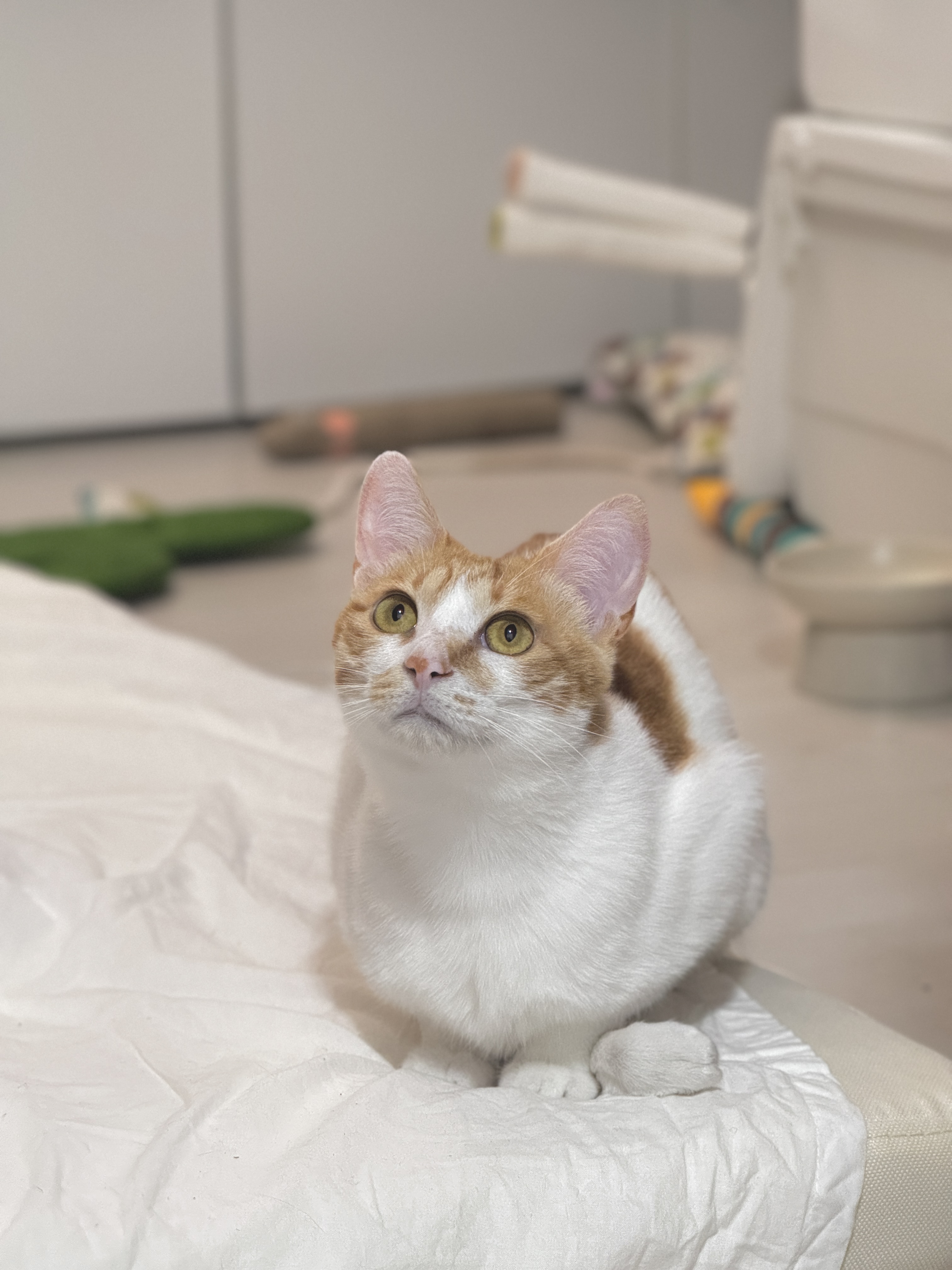 윤슬이(하루) 입양 후기 - 1주