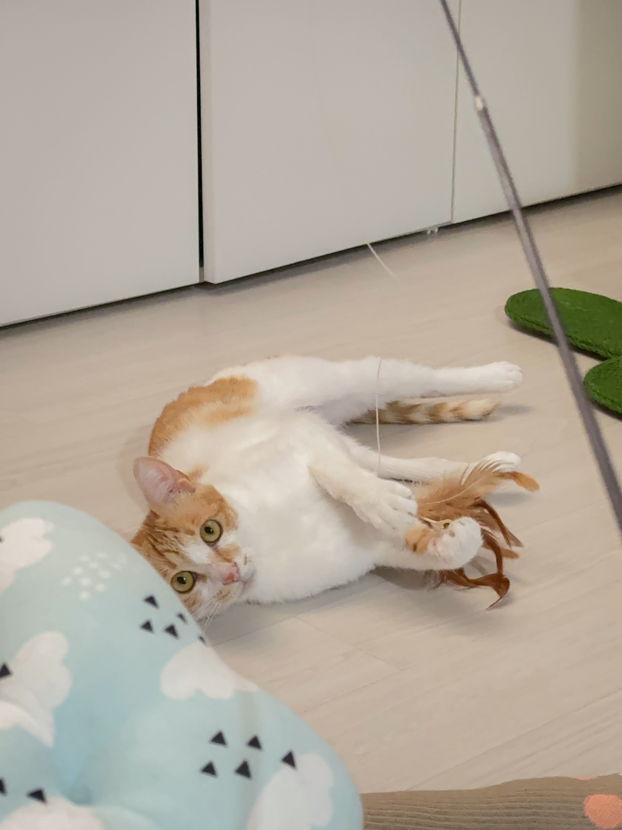 윤슬이(하루) 입양 후기 - 1주