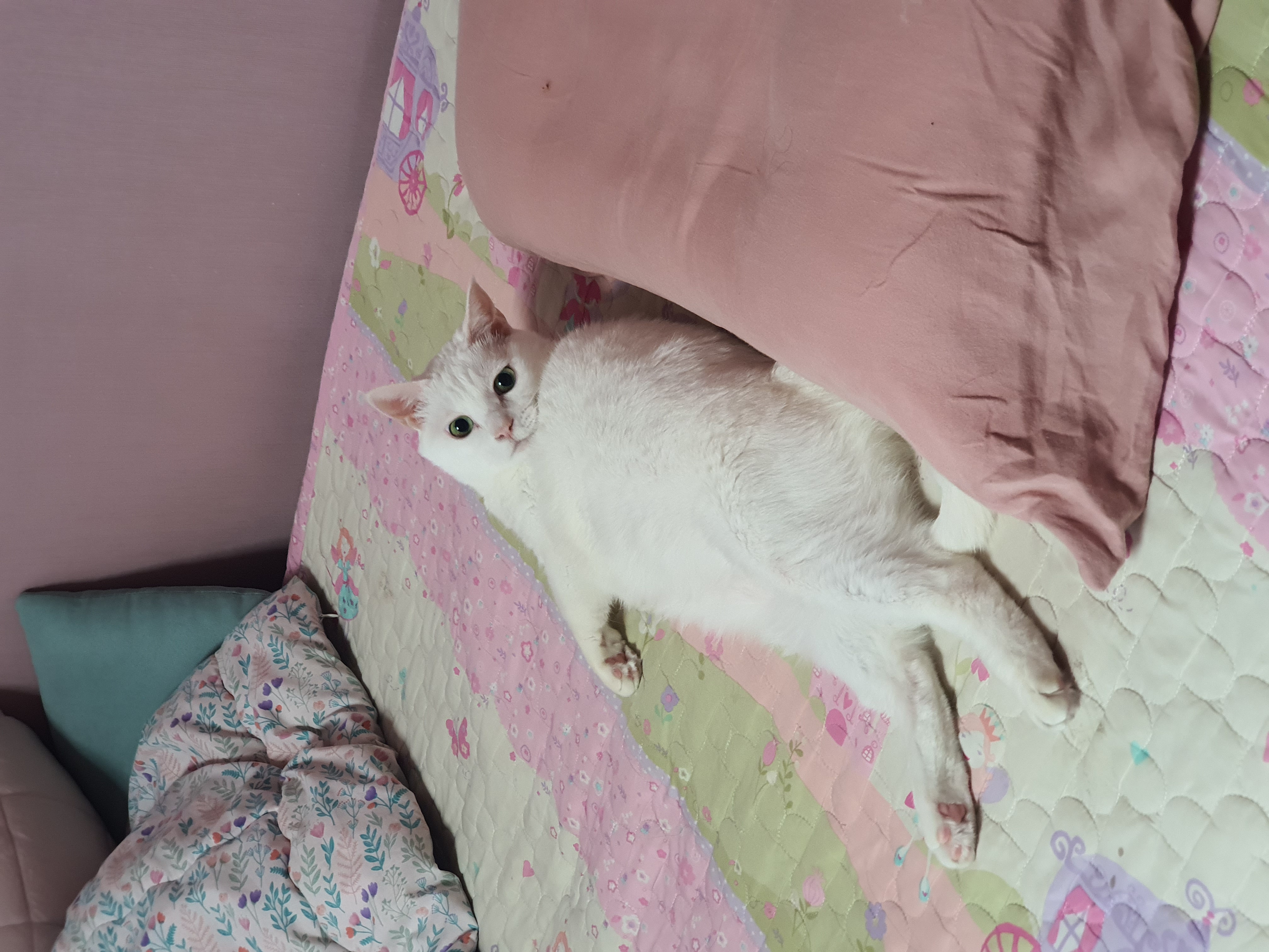 하트의 요즘....^^