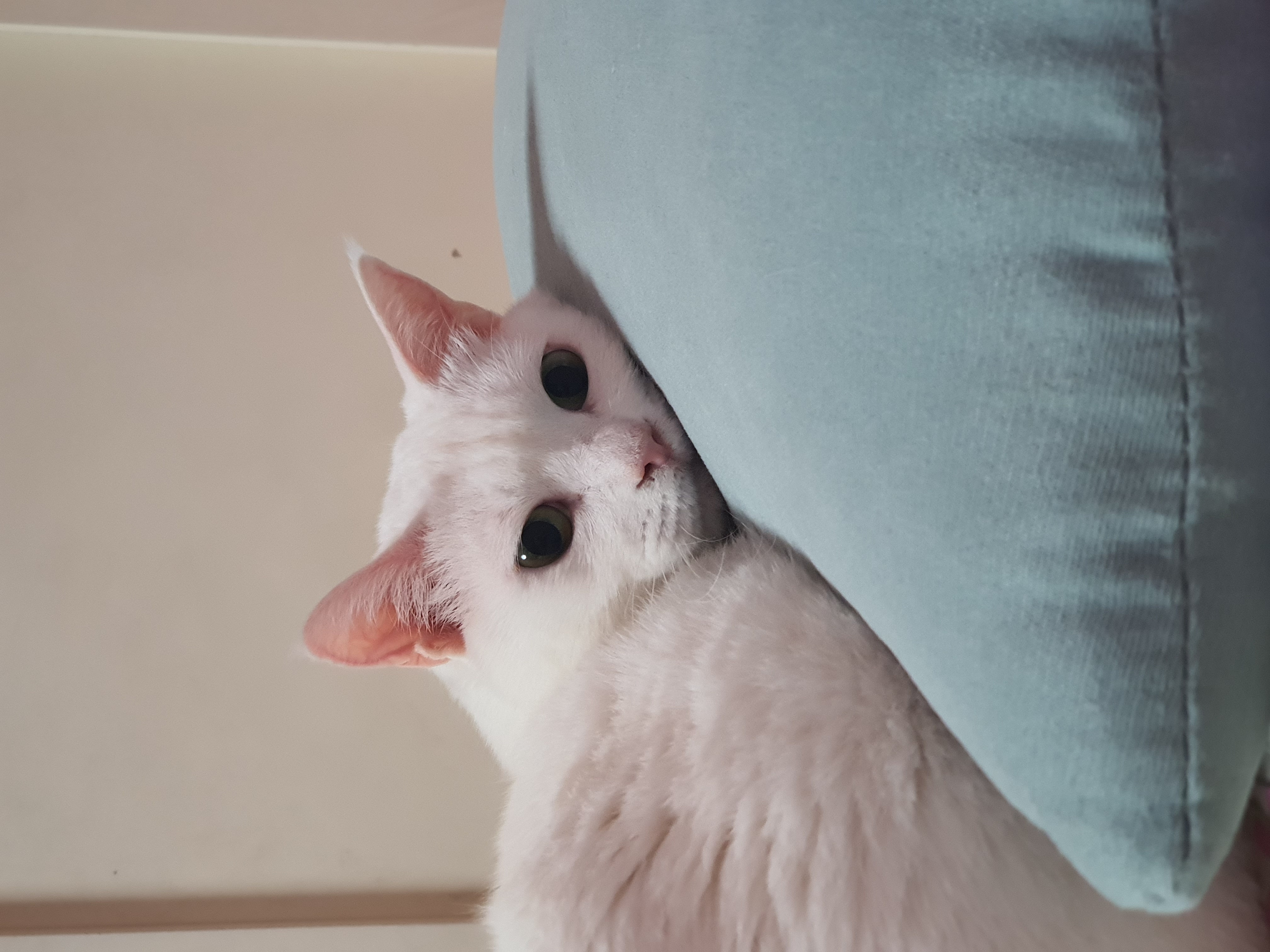 하트의 요즘....^^