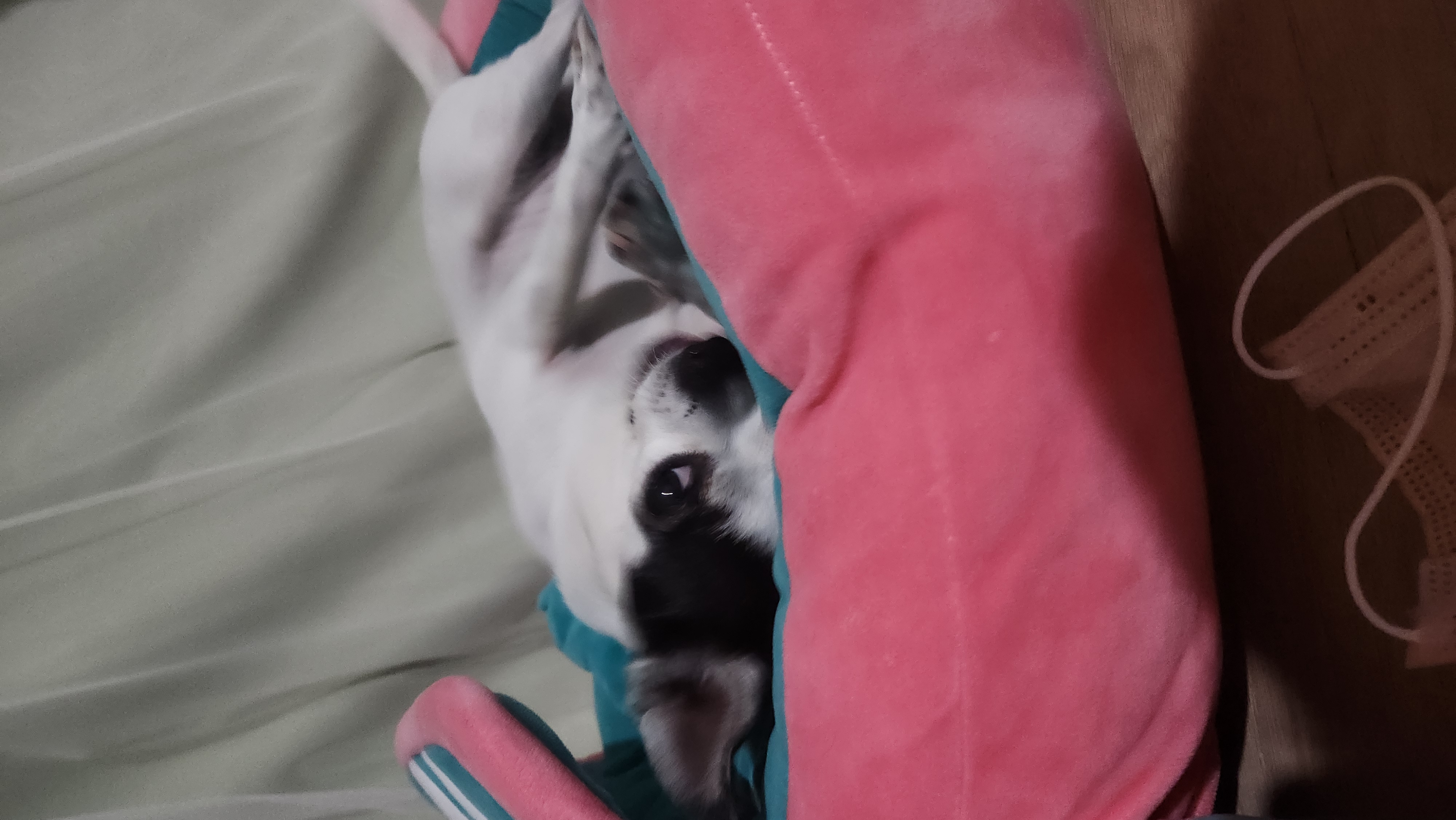 방울이(사곤이)