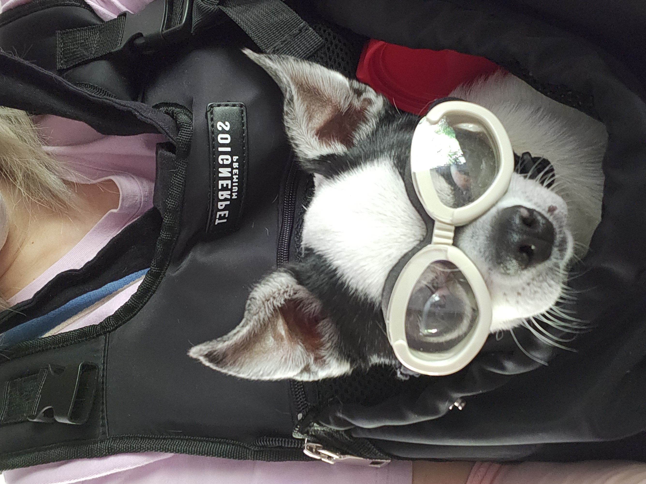 방울이(사곤이)