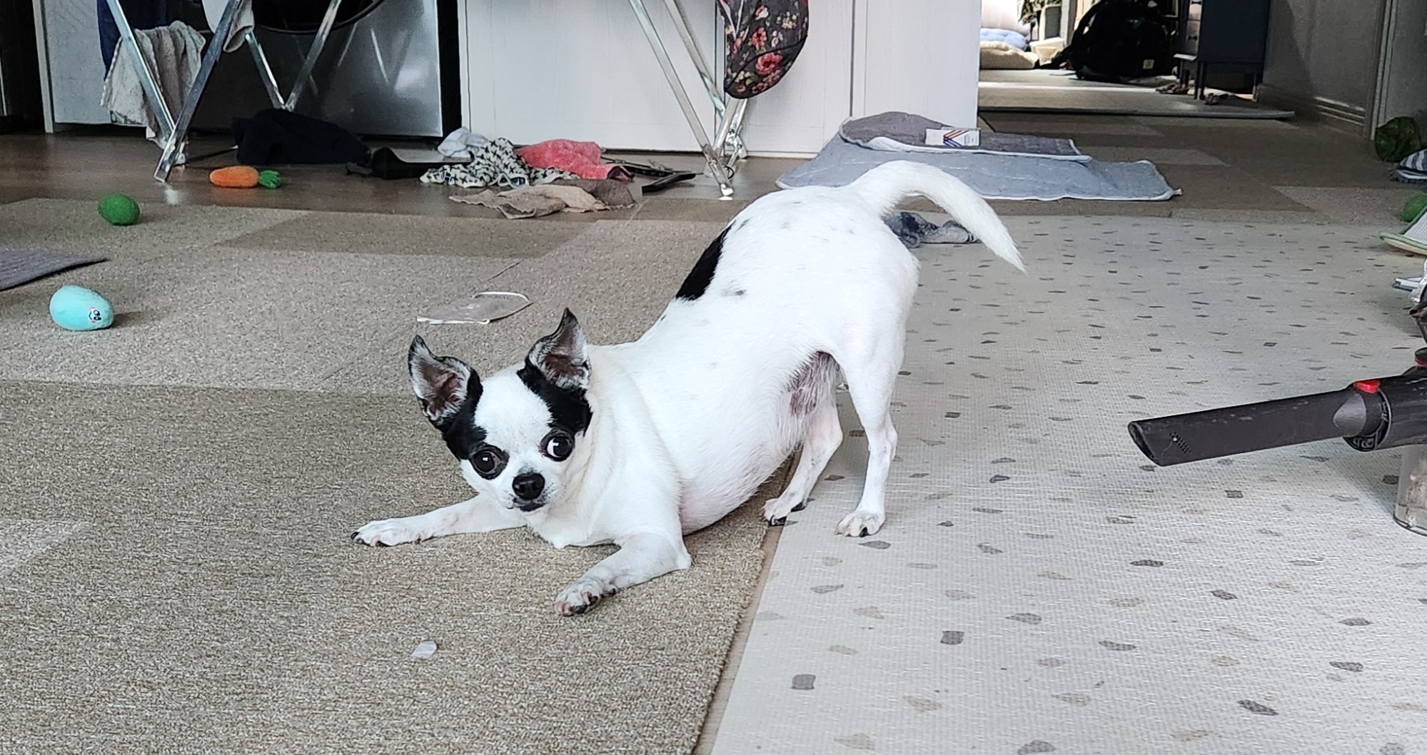 방울이(사곤이)