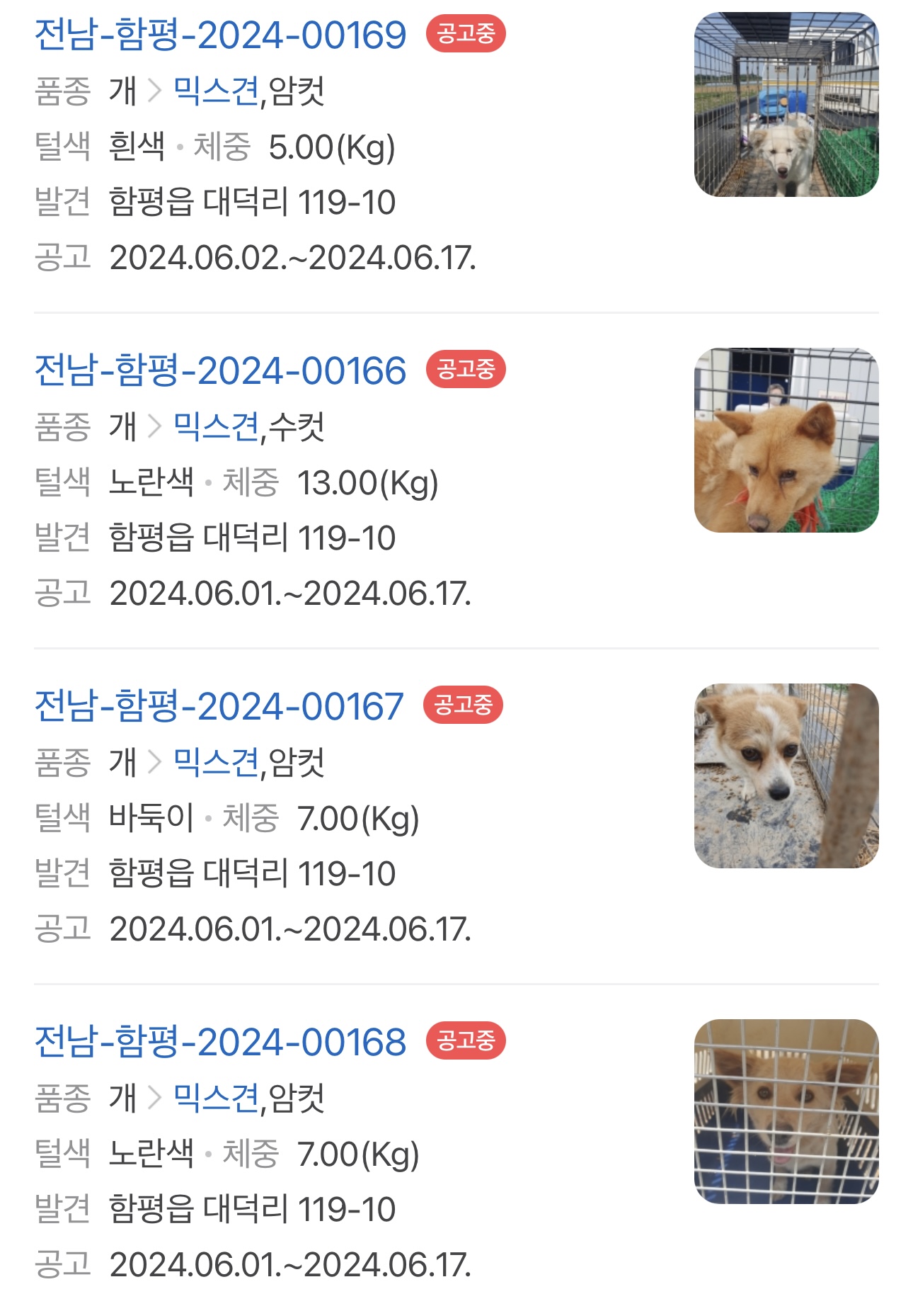 방치견들의 구조를 부탁드립니다.